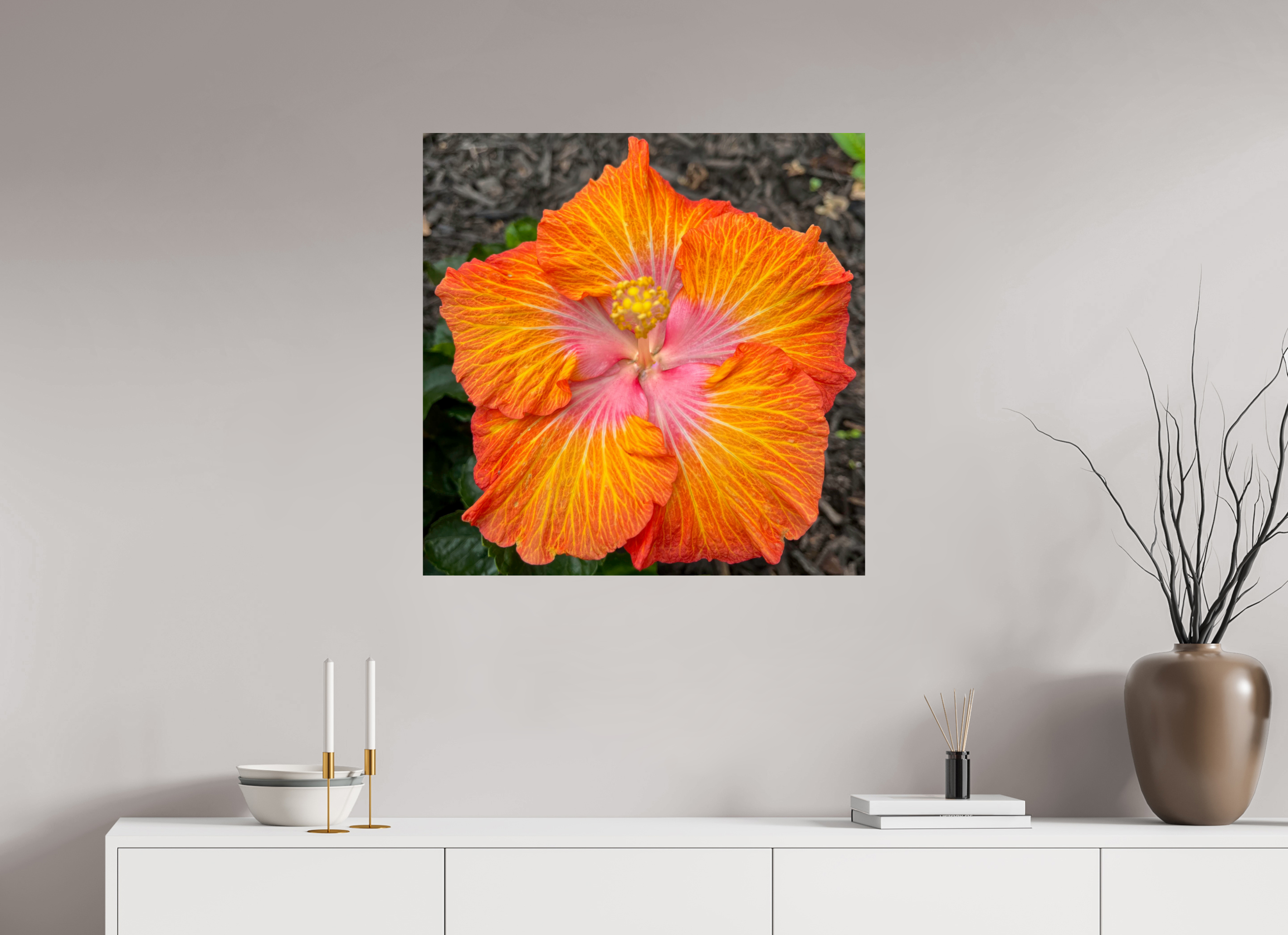 Hibiscus hybrid_bright orange_aspect ratio 1:1