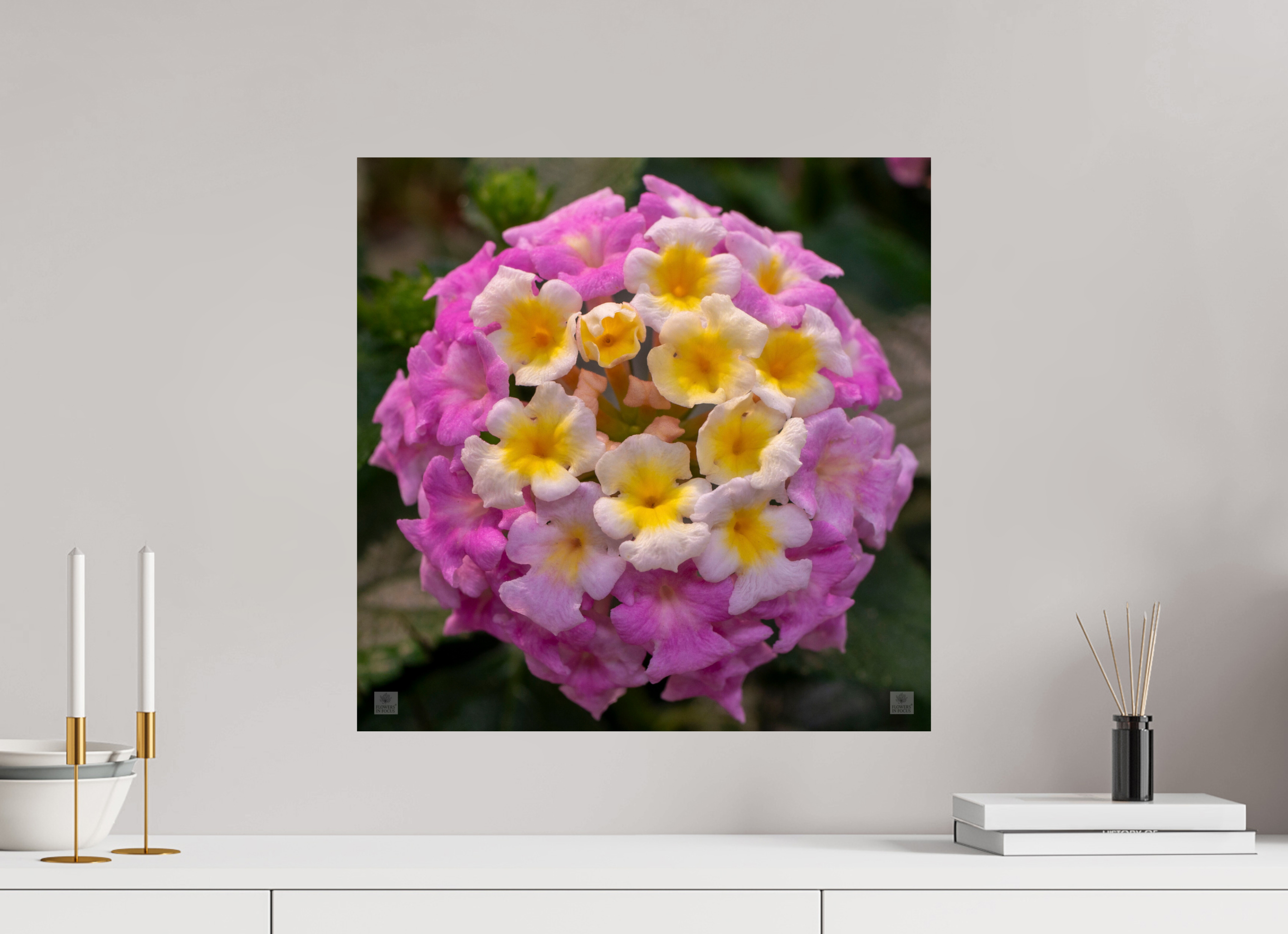 Lantana_deep pink with yellow_aspect ratio 1x1