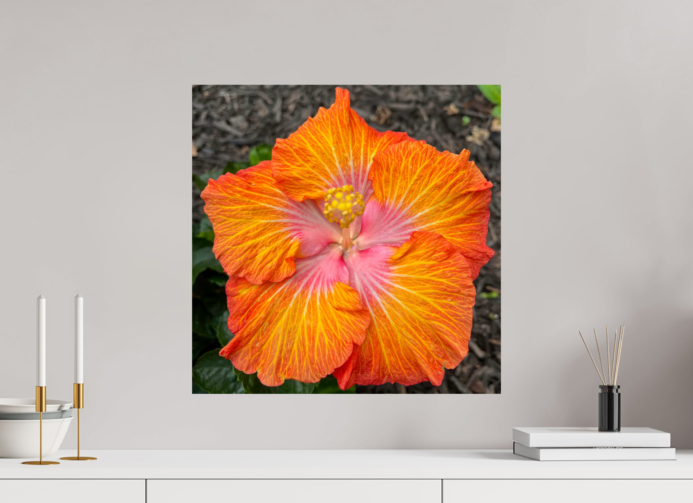 Hibiscus hybrid_bright orange_aspect ratio 1:1