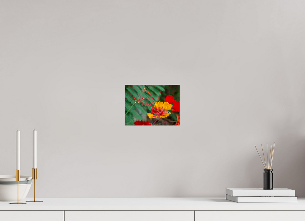 Pride of Barbados_yellow with orange_aspect ratio 4x3