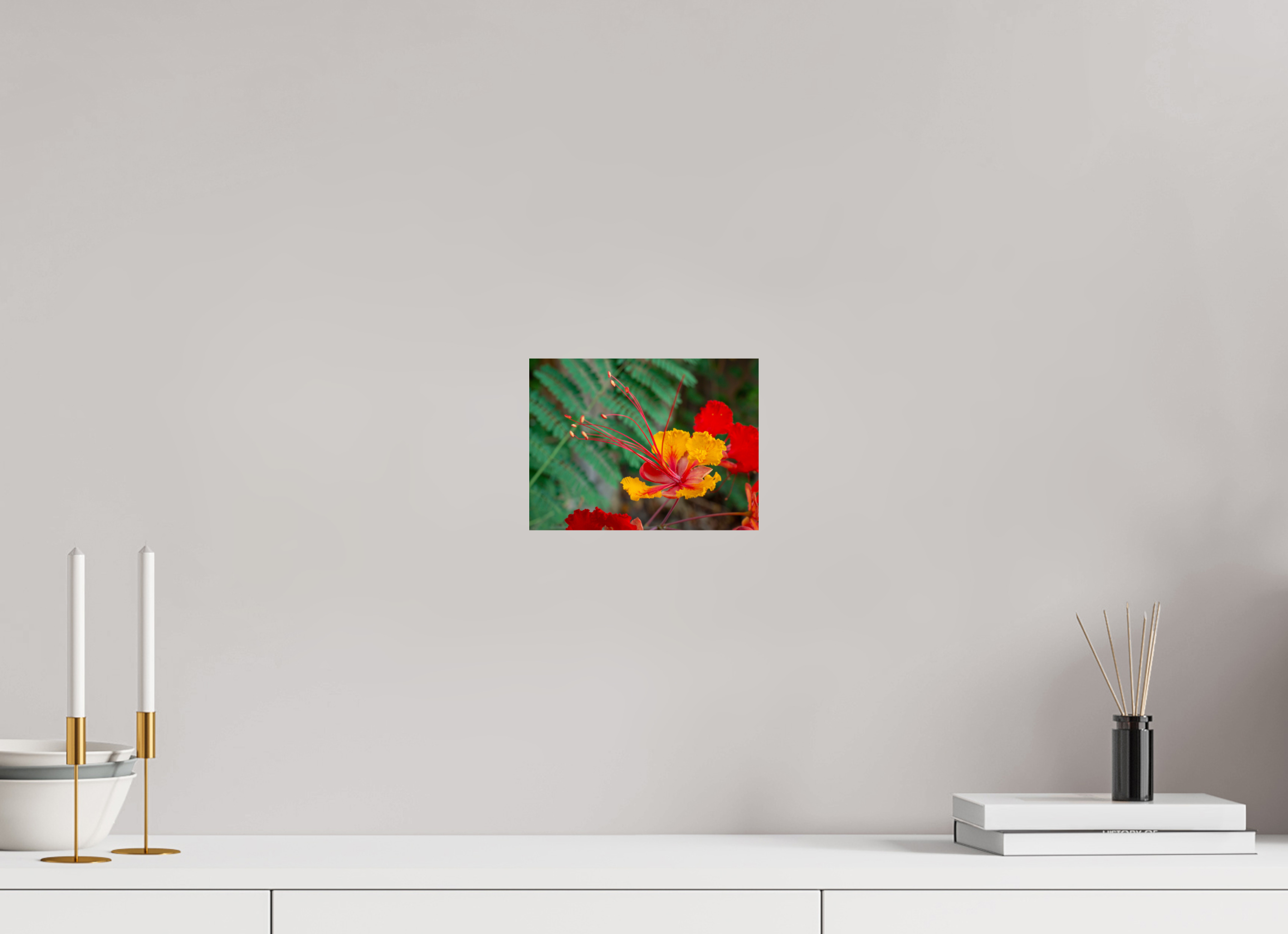 Pride of Barbados_yellow with orange_aspect ratio 4x3