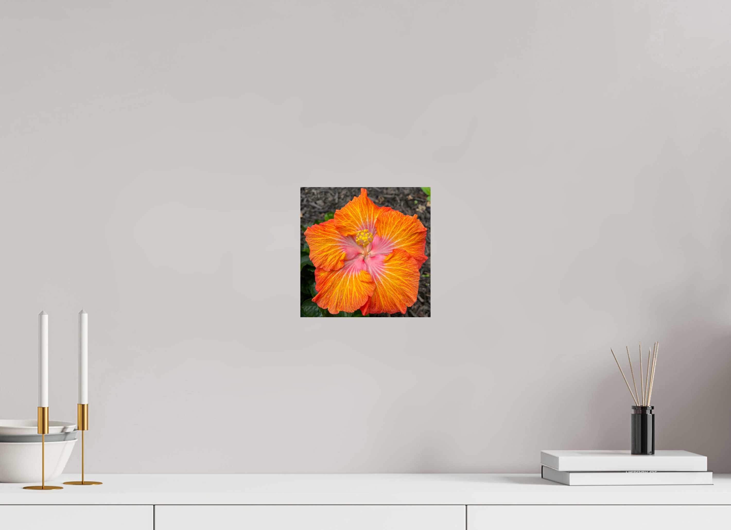 Hibiscus hybrid_bright orange_aspect ratio 1:1