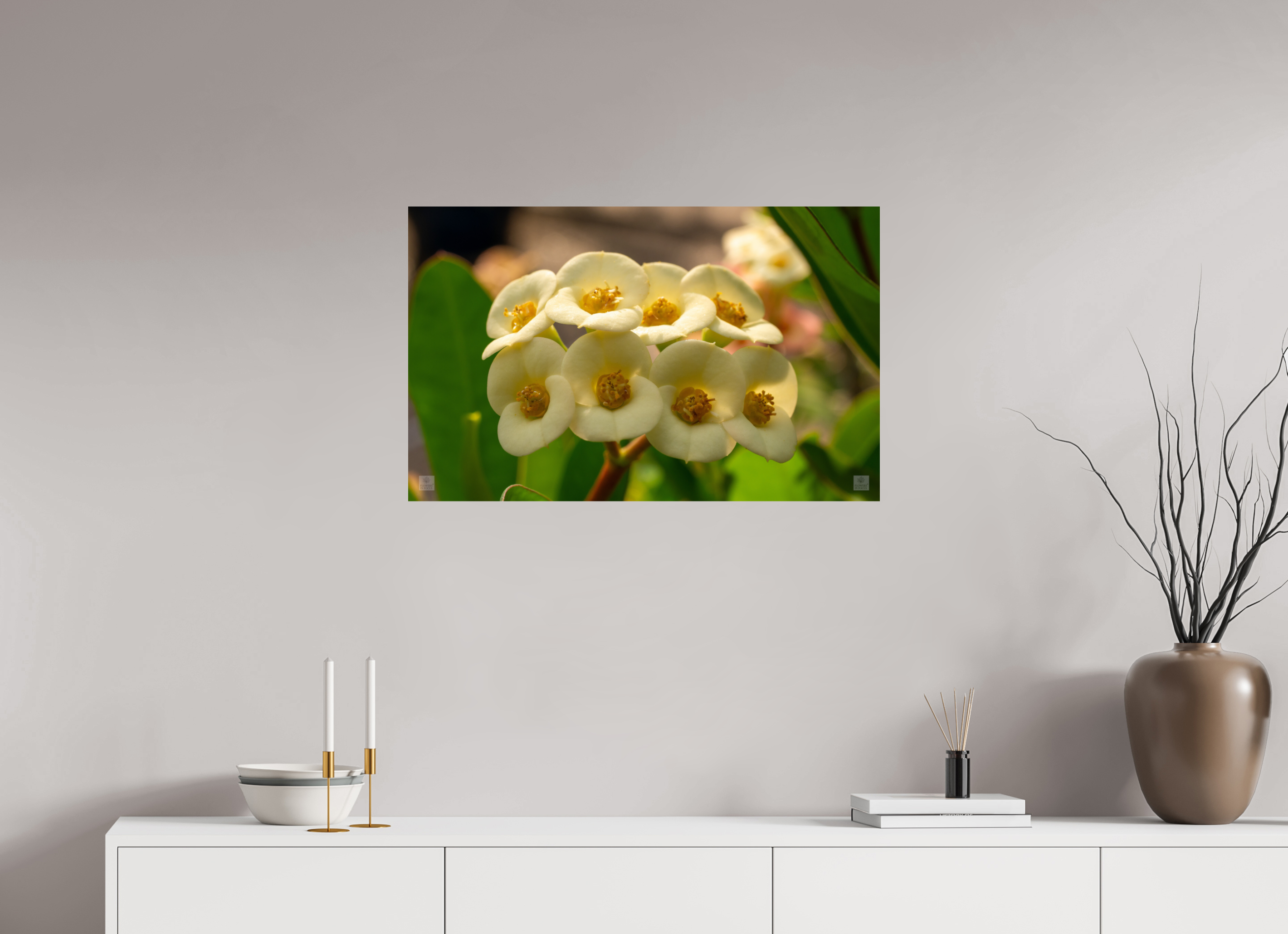 Crown of Thorns_flower group_aspect ratio 16:10