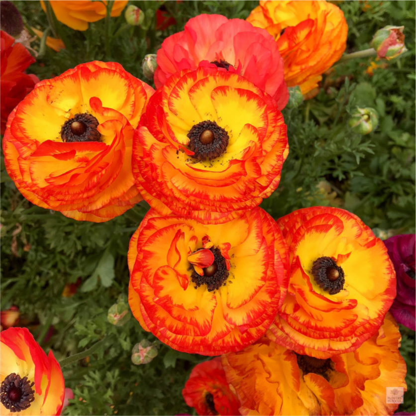 Ranunculus_bright orange_flower group_aspect ratio is 1:1