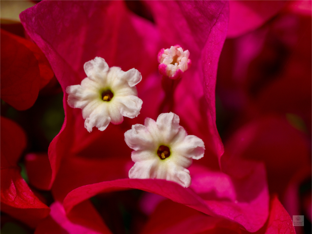 Bougainvillea_pink close-up_aspect ratio 4:3