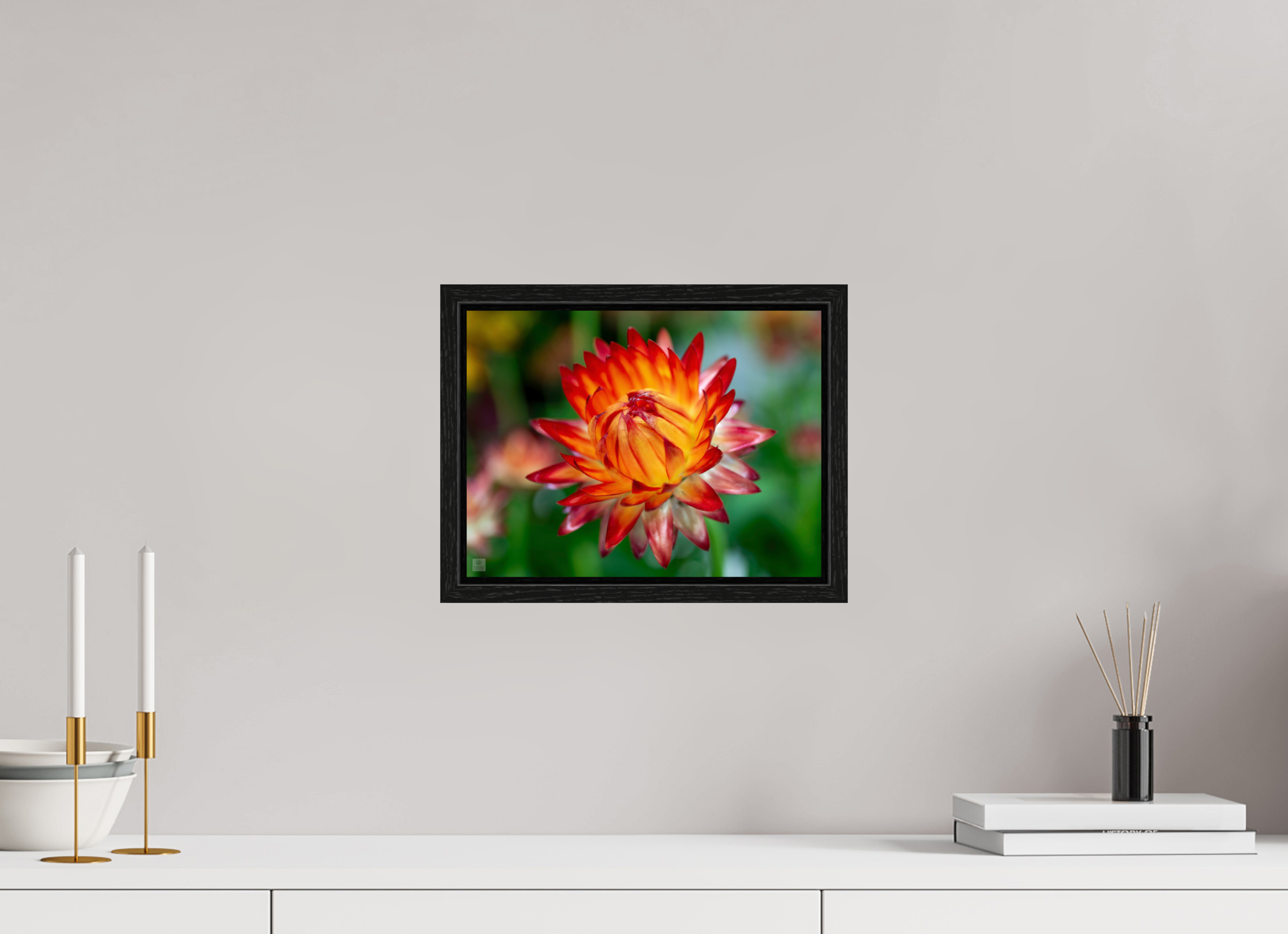 Strawflower_tight bud_red with yellow_aspect ration 4x3