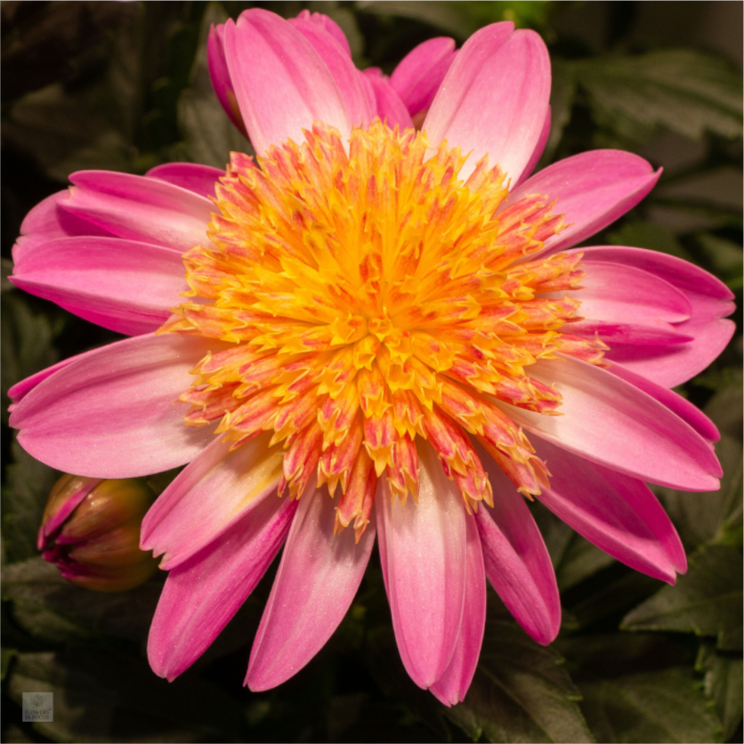 Dahlia_light pink with yellow center_aspect ration 1:1