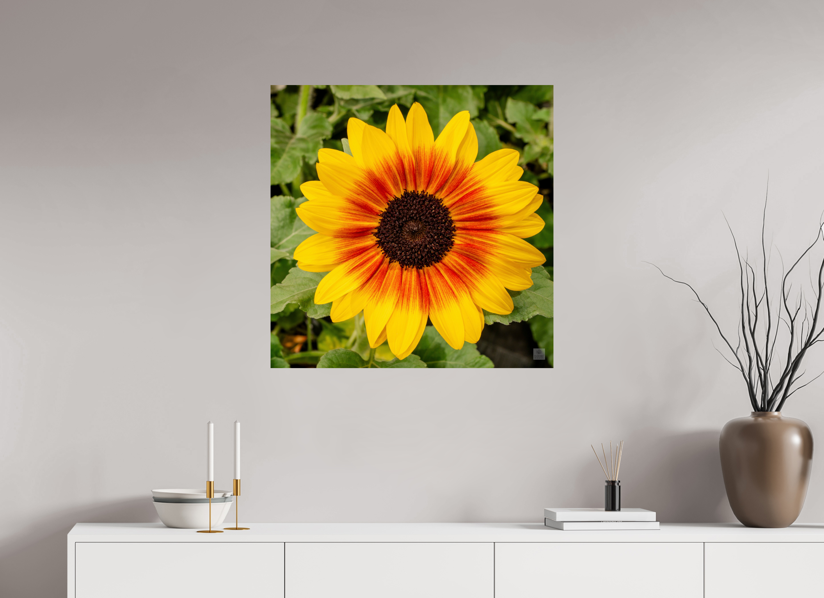 Sunflower hybrid_yellow with orange center_aspect ratio 1x1