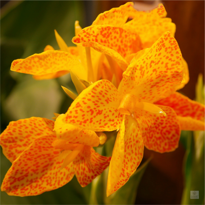Canna lily_orange & yellow_aspect ratio 1:1