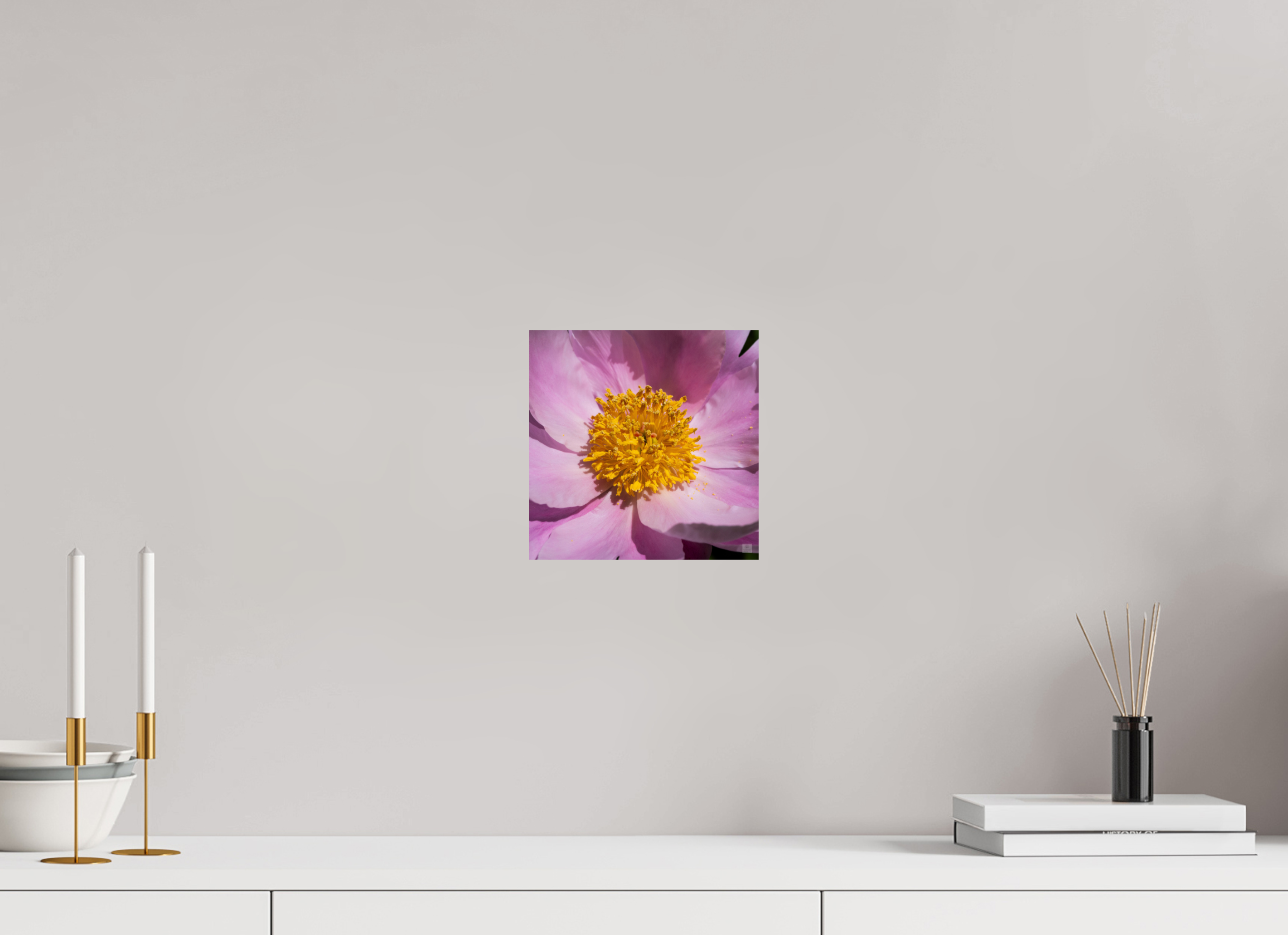 Peony_light pink close-up_aspect ratio 1x1