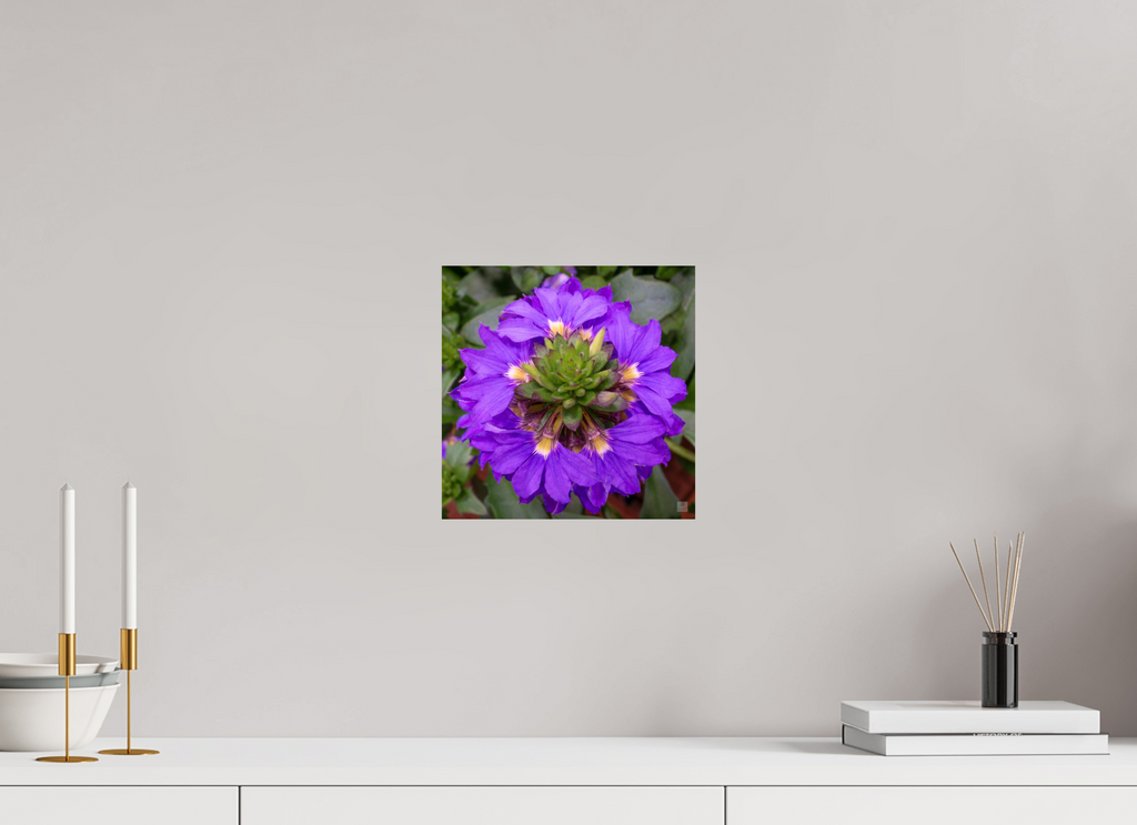 Scaevola_blue_aspect ratio 1x1