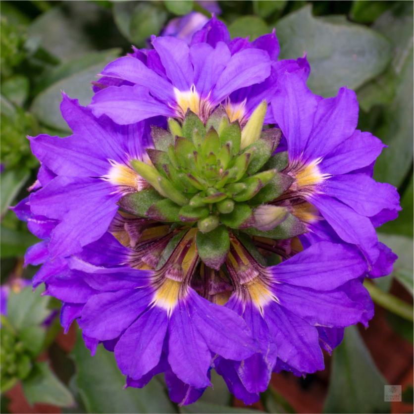 Scaevola_blue_aspect ratio 1x1