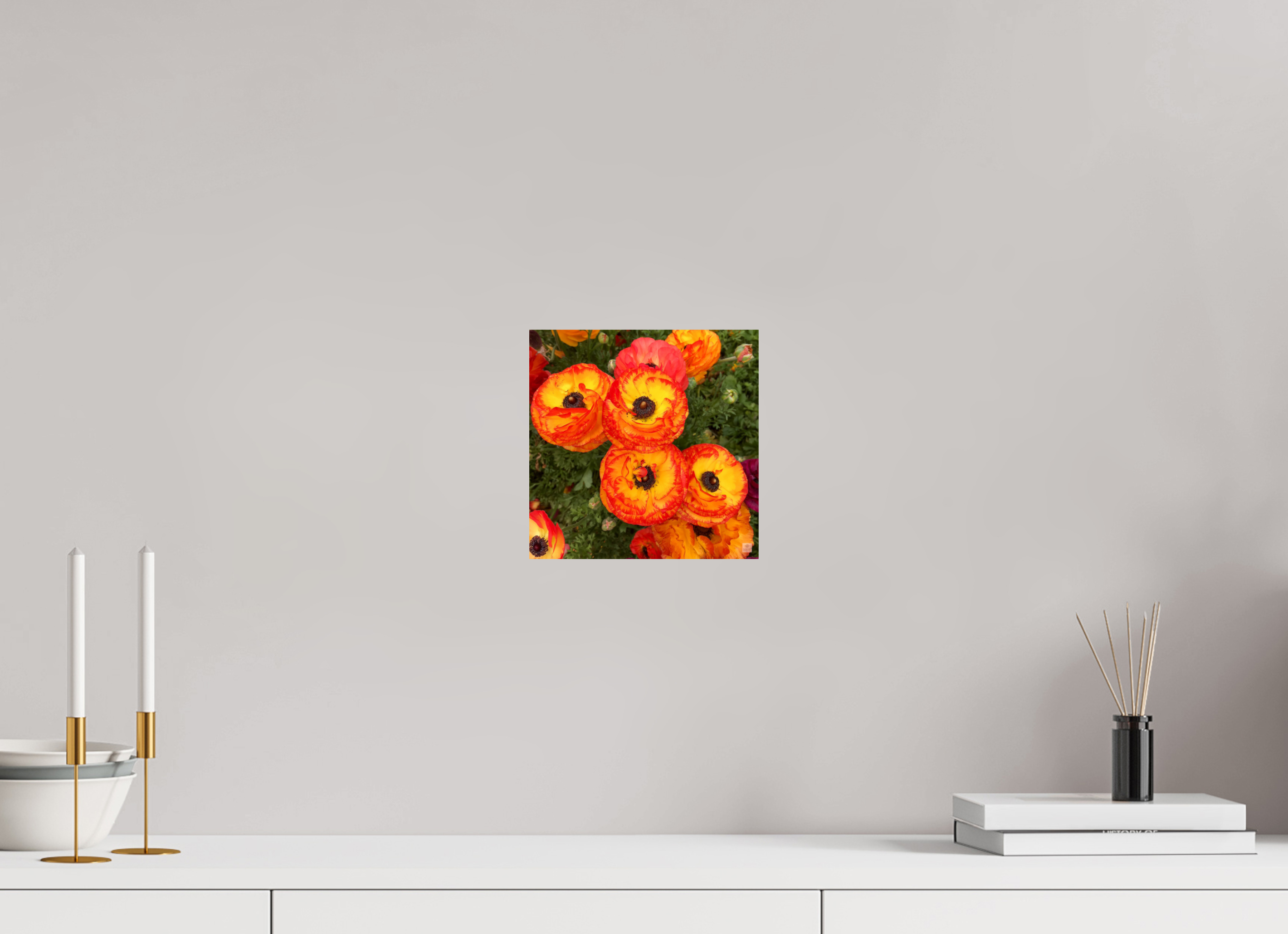 Ranunculus_bright orange_flower group_aspect ratio is 1:1