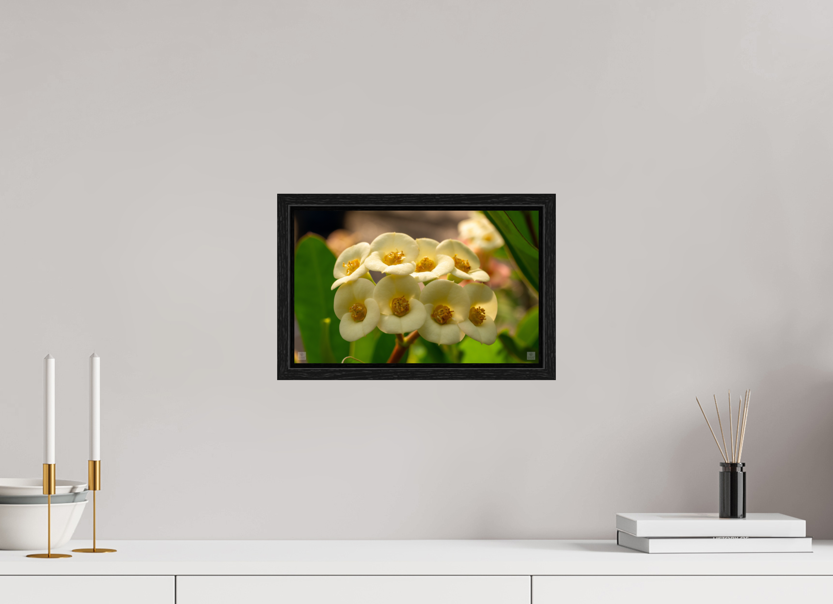 Crown of Thorns_flower group_aspect ratio 16:10