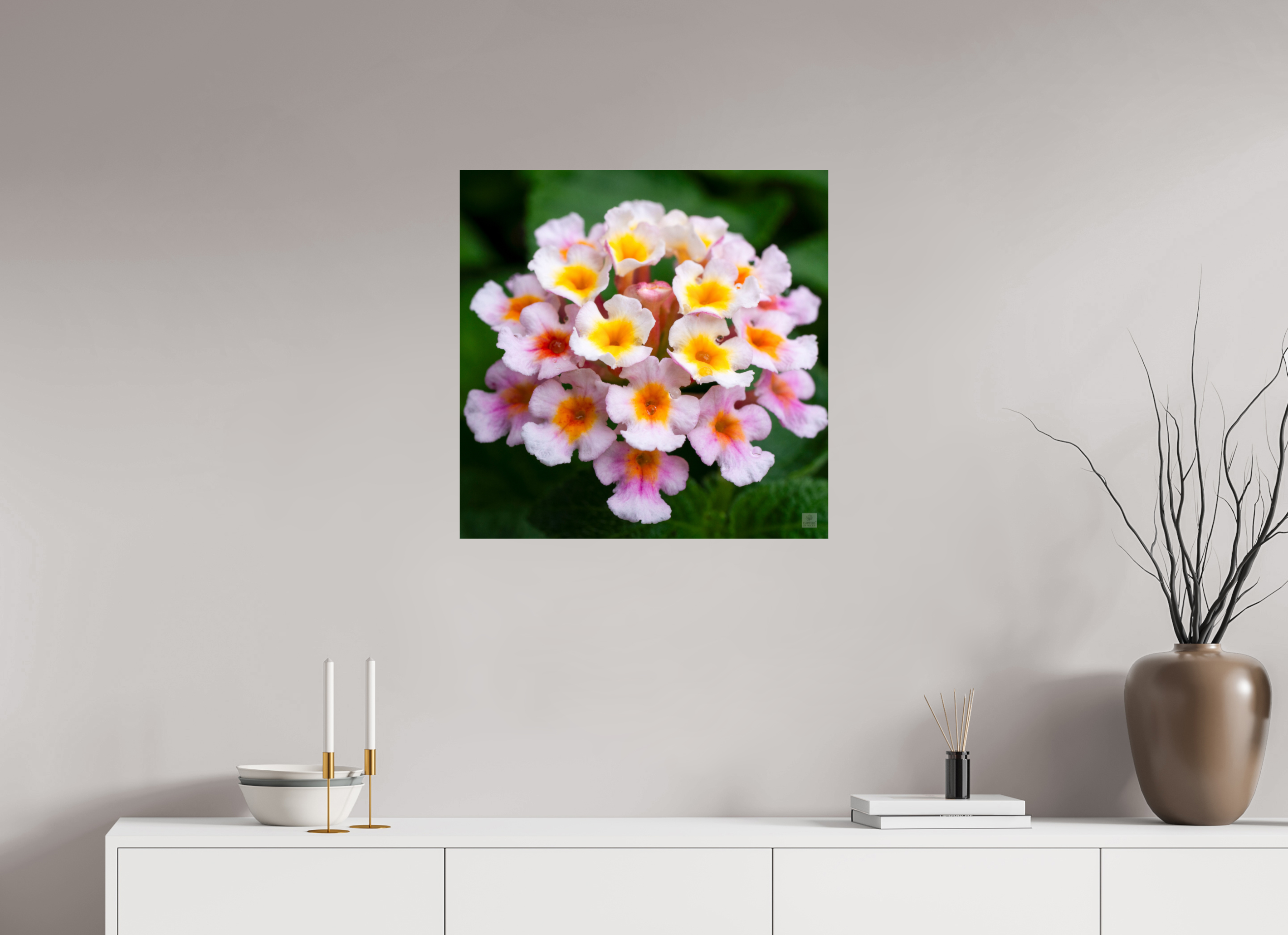 Lantana_pink with yellow (water droplets)_aspect ratio 1x1