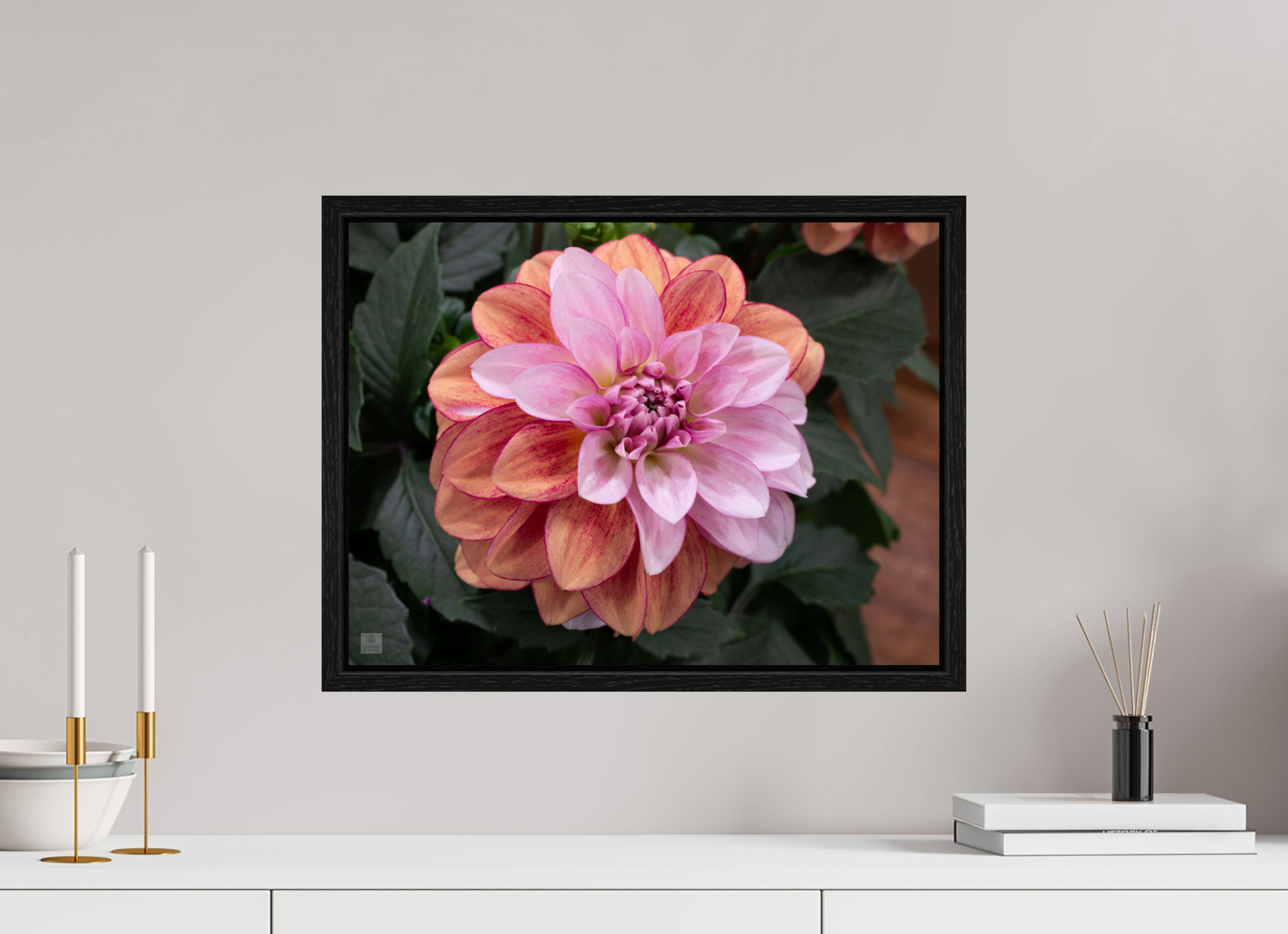 Dahlia_pink with red streak_ aspect ratio 4:3