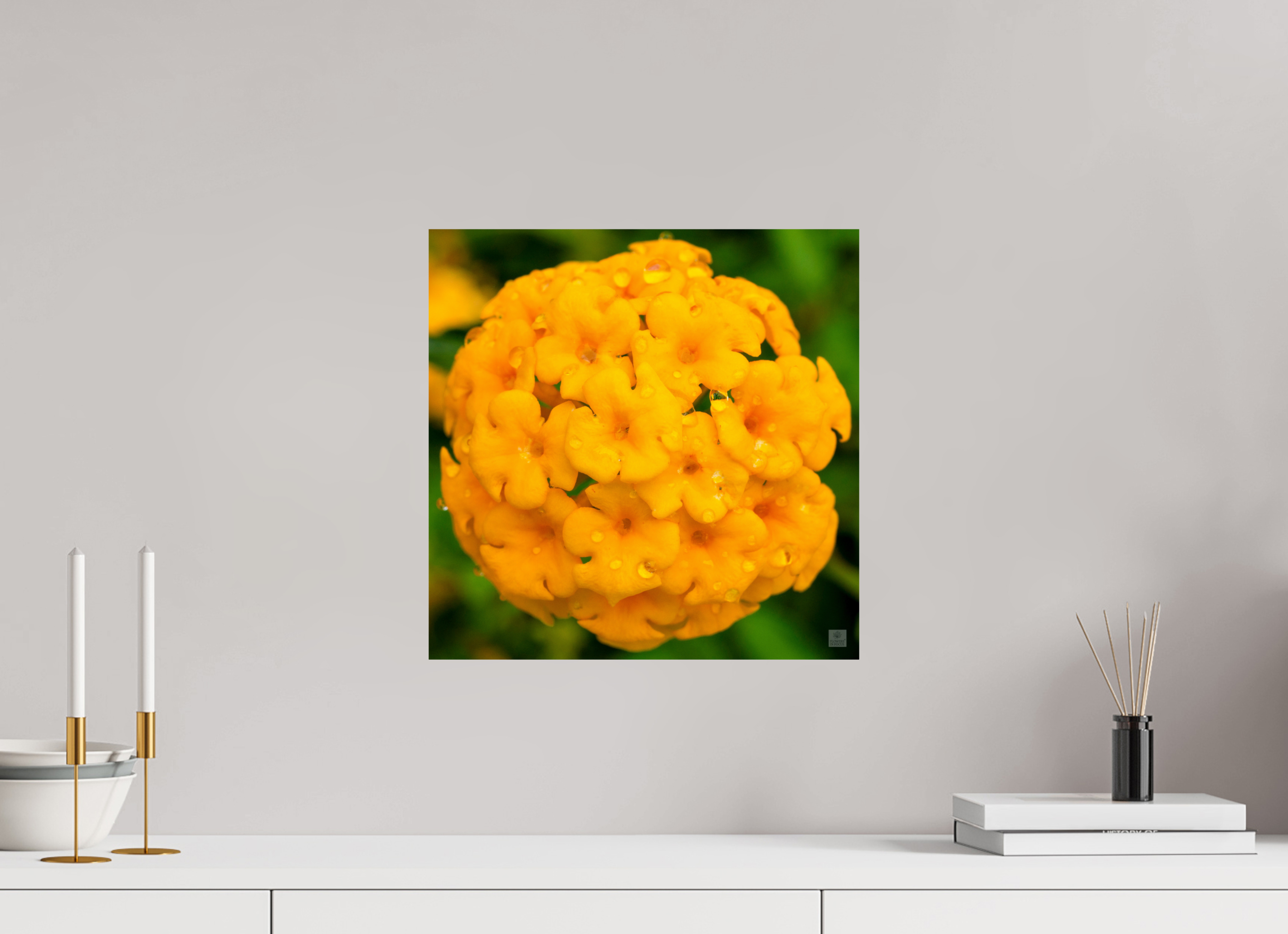 Lantana hybrid_yellow (with water droplets)_aspect ration 1x1