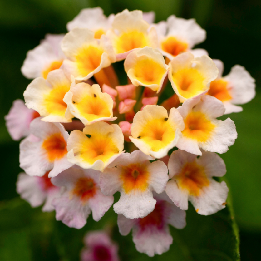 Lantana_light yellow with pale pink_aspect ratio 1x1