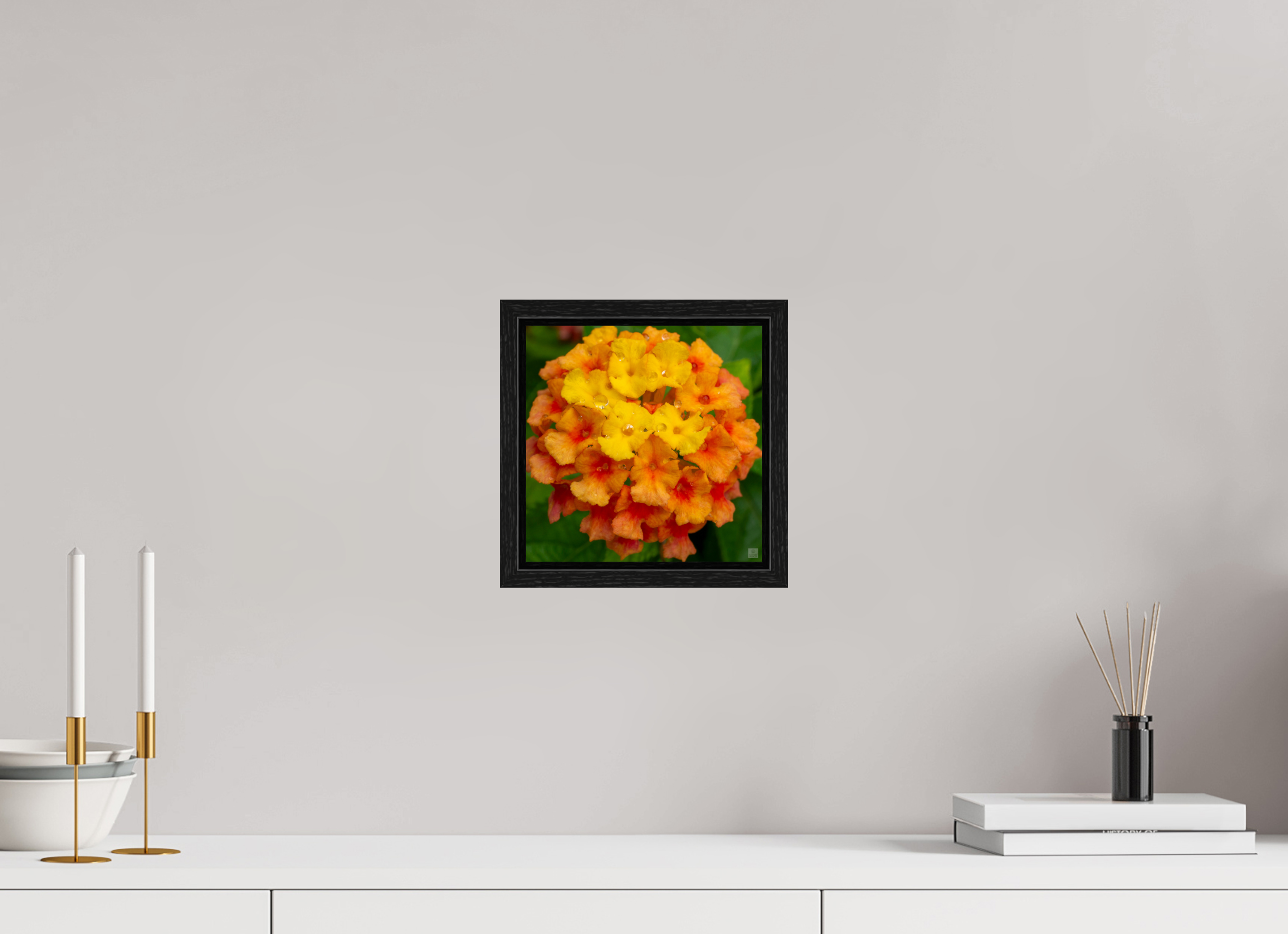 Lantana_orange with yellow (water droplets)_aspect ratio 1x1