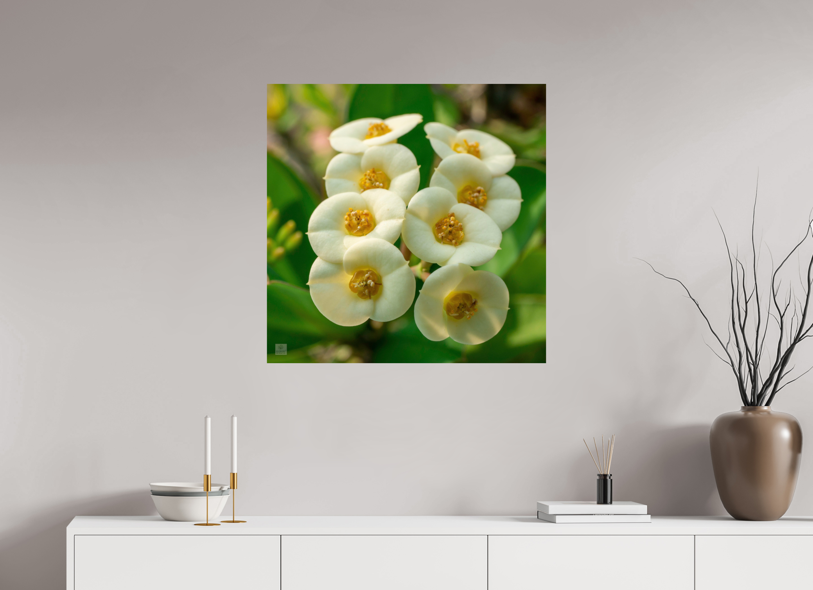 Crown of Thorns_flower group_aspect ratio 1:1