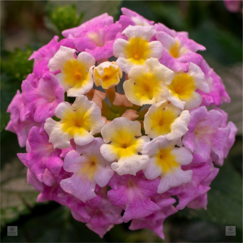 Lantana_deep pink with yellow_aspect ratio 1x1