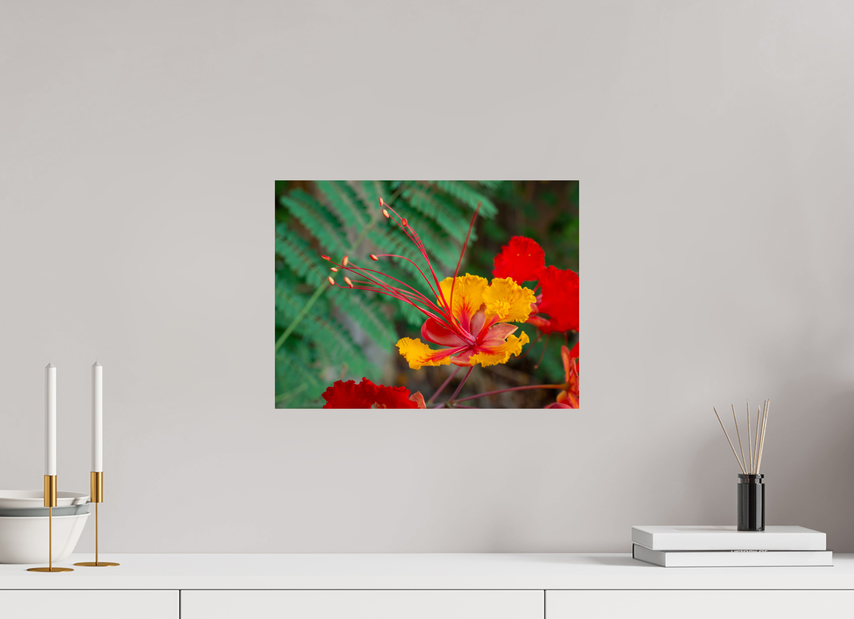 Pride of Barbados_yellow with orange_aspect ratio 4x3