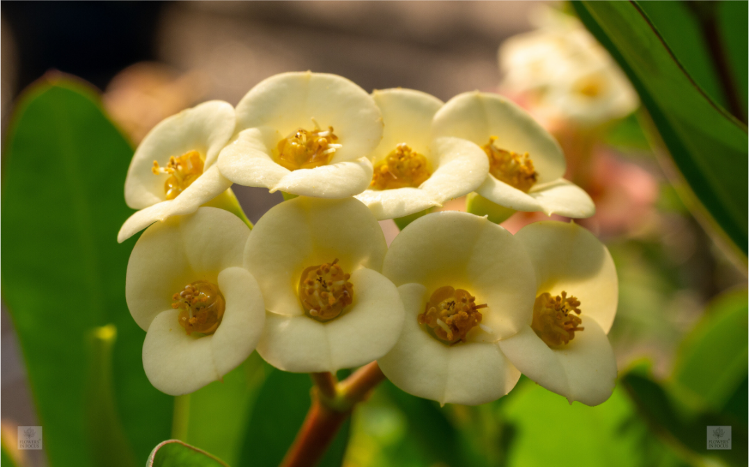 Crown of Thorns_flower group_aspect ratio 16:10
