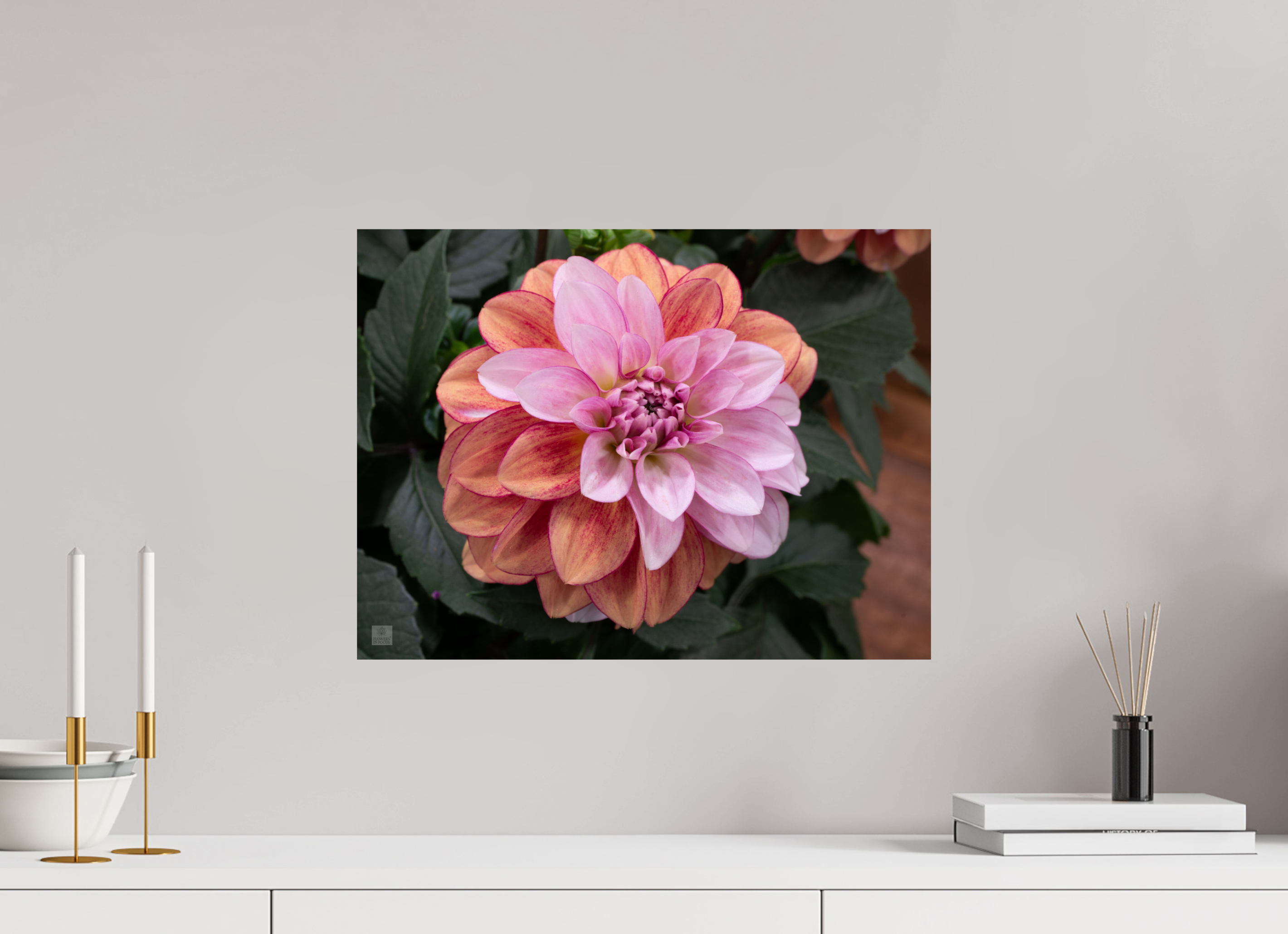 Dahlia_pink with red streak_ aspect ratio 4:3