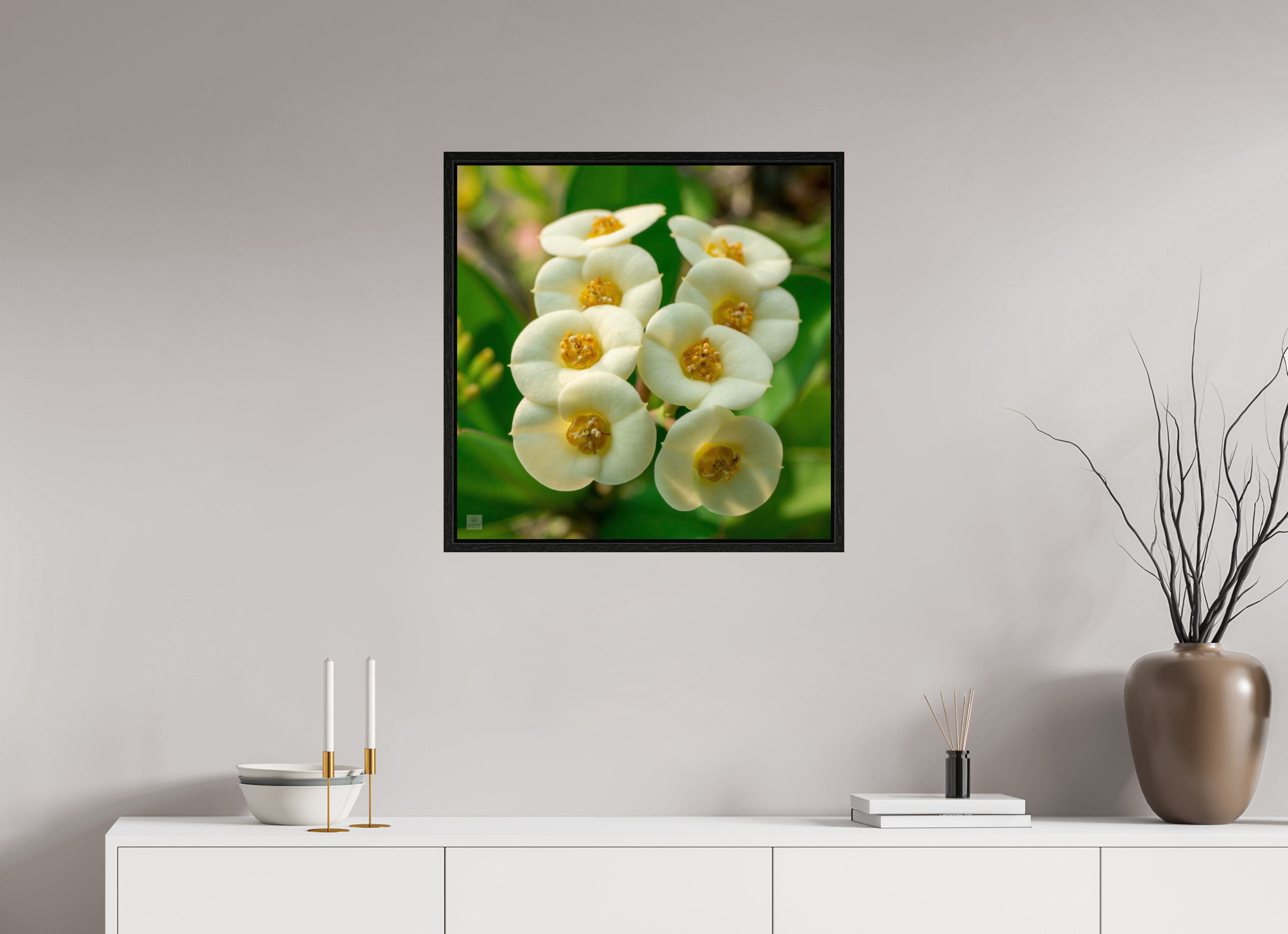 Crown of Thorns_flower group_aspect ratio 1:1