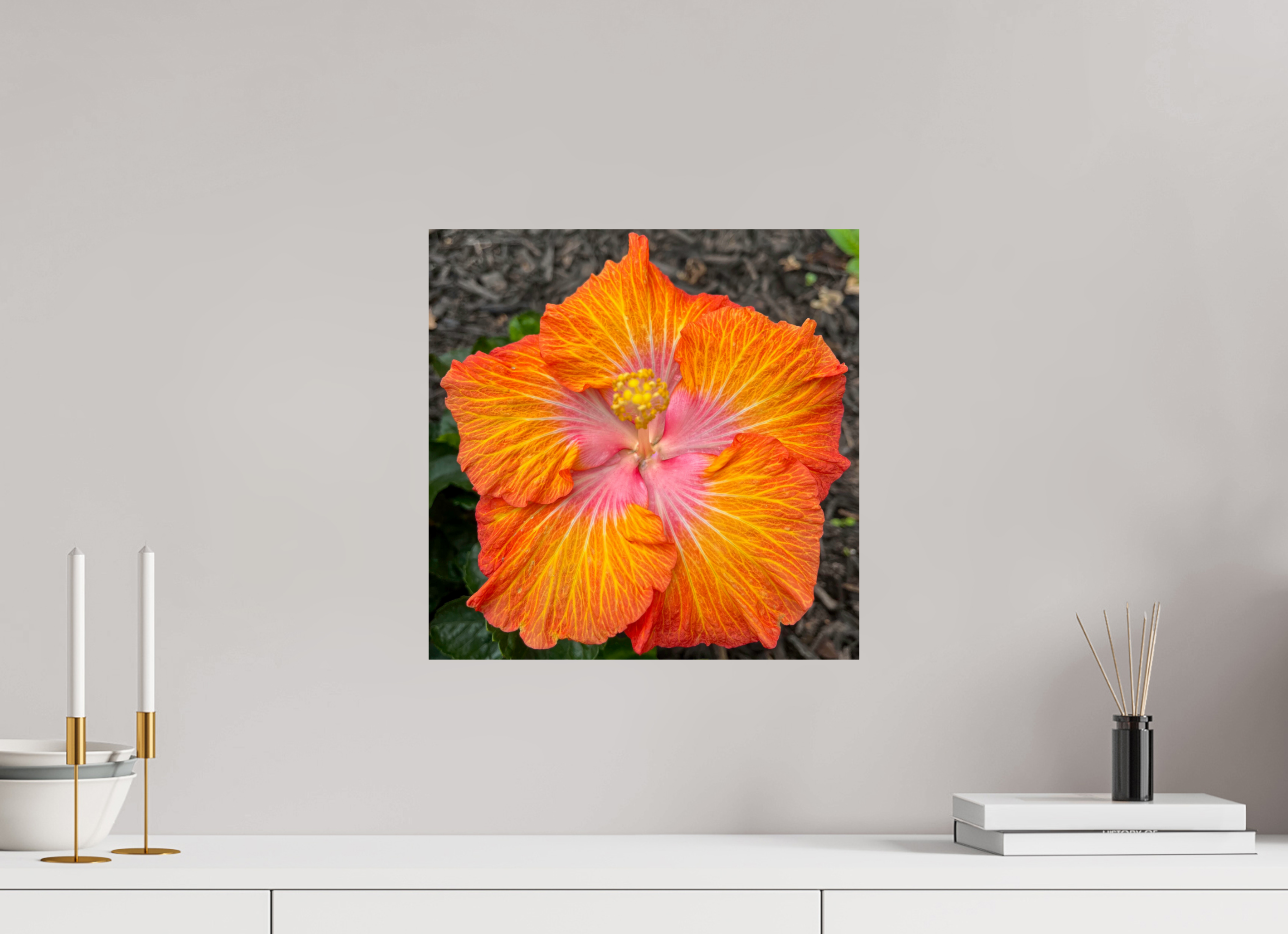 Hibiscus hybrid_bright orange_aspect ratio 1:1