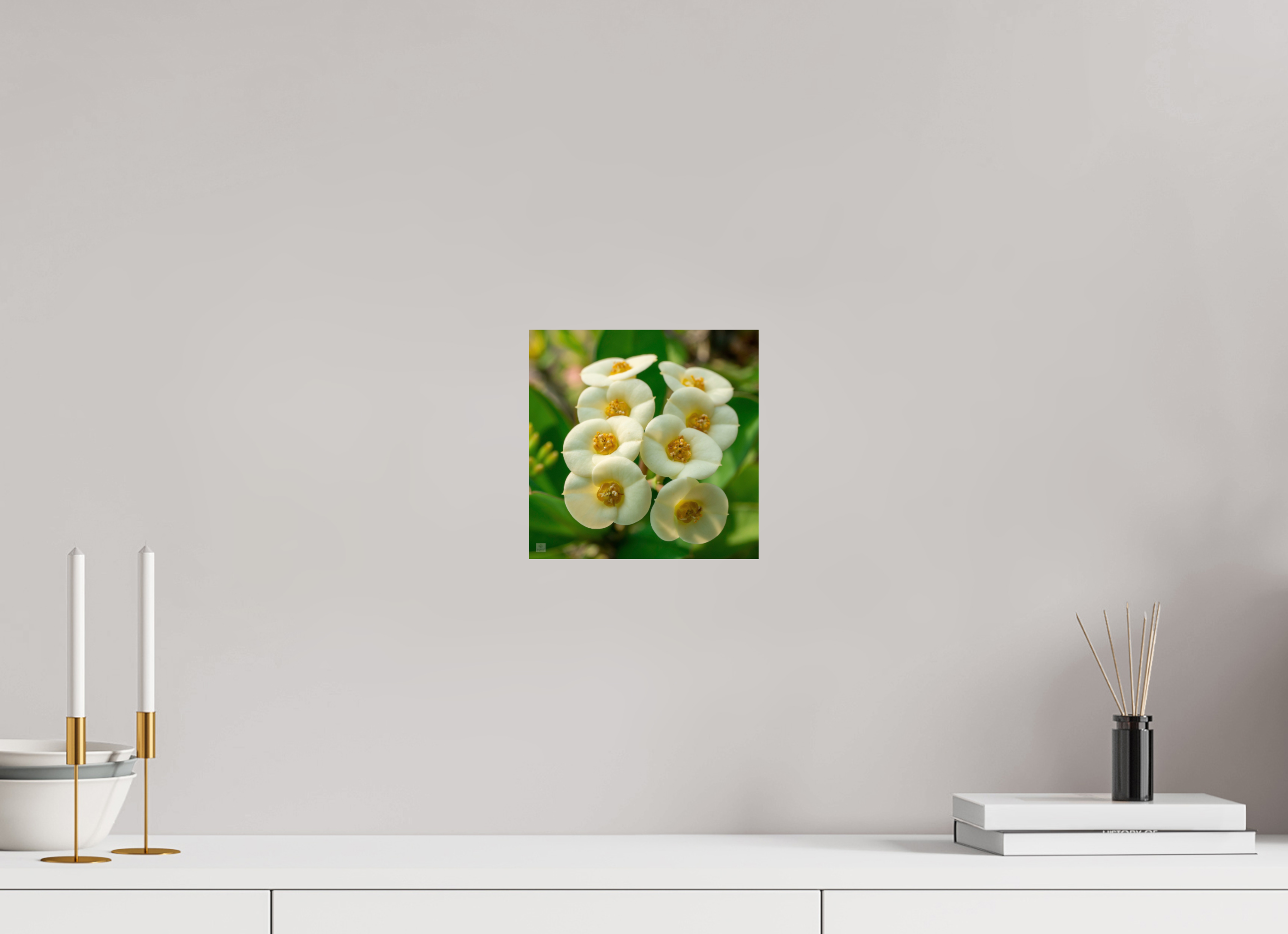 Crown of Thorns_flower group_aspect ratio 1:1