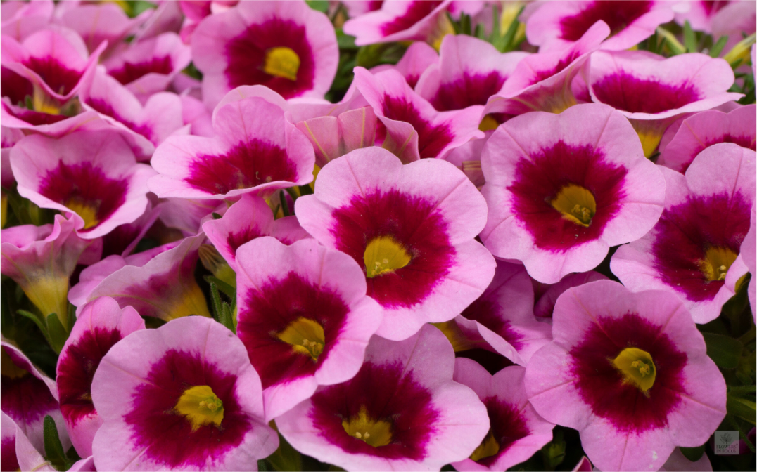 Calibrachoa_pink & purple_aspect ratio 16:10