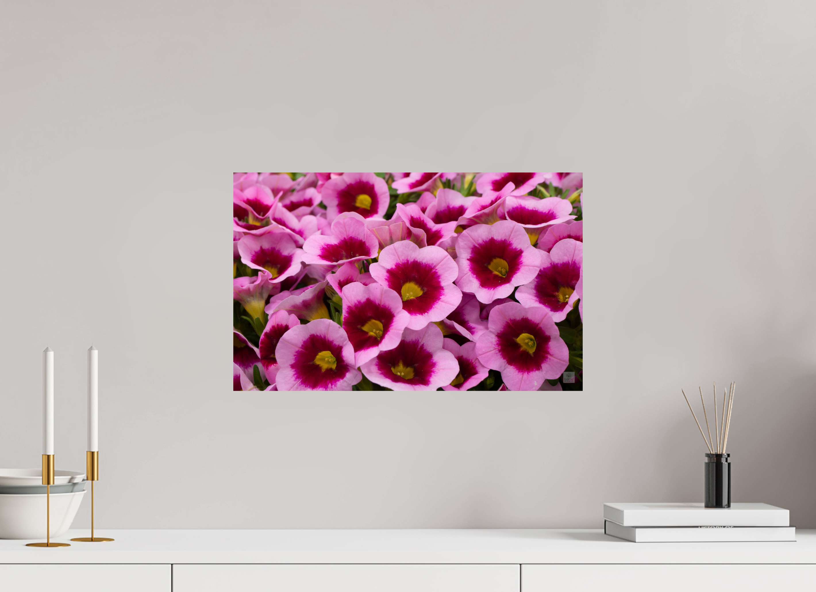 Calibrachoa_pink & purple_aspect ratio 16:10