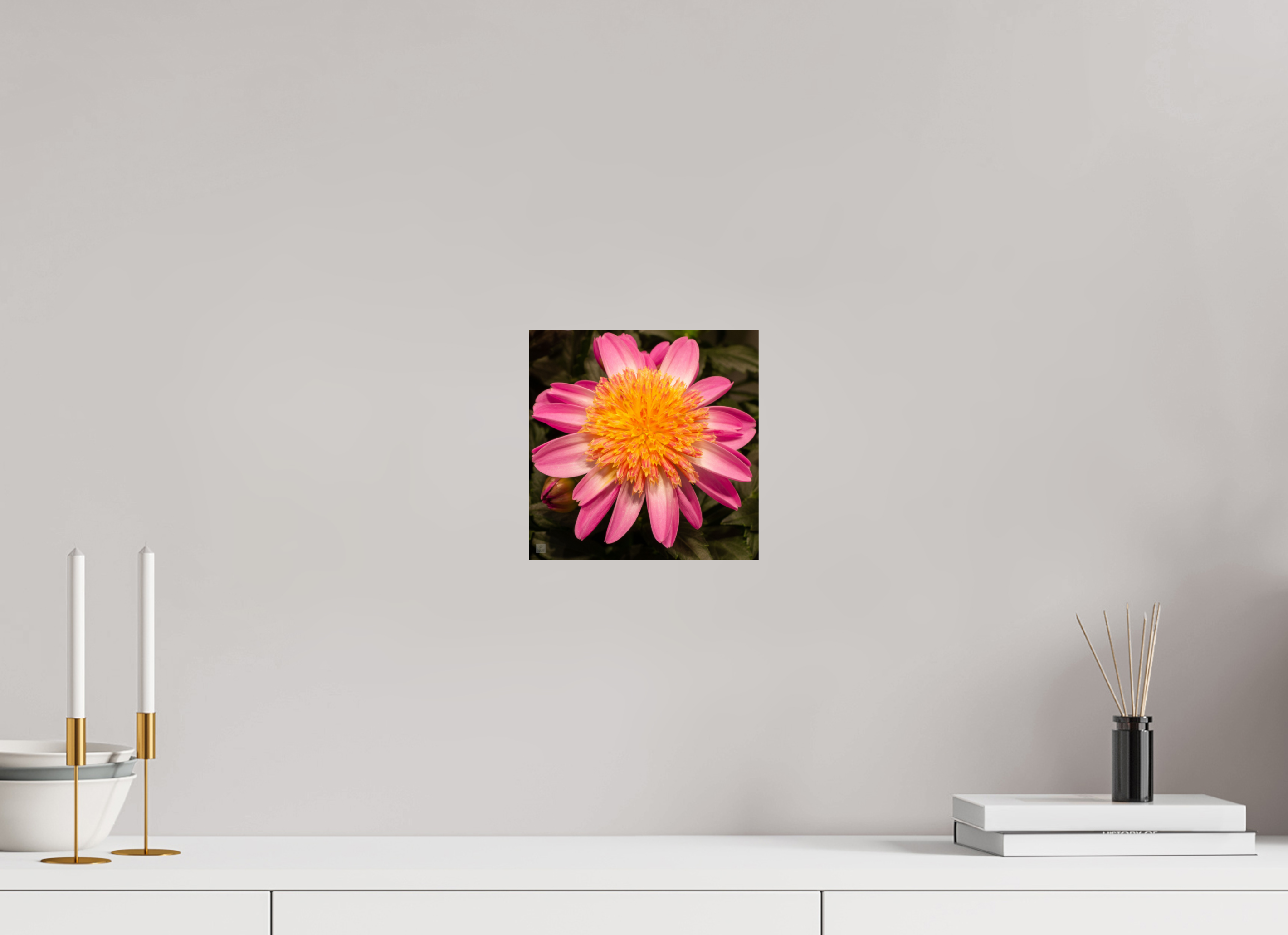 Dahlia_light pink with yellow center_aspect ration 1:1