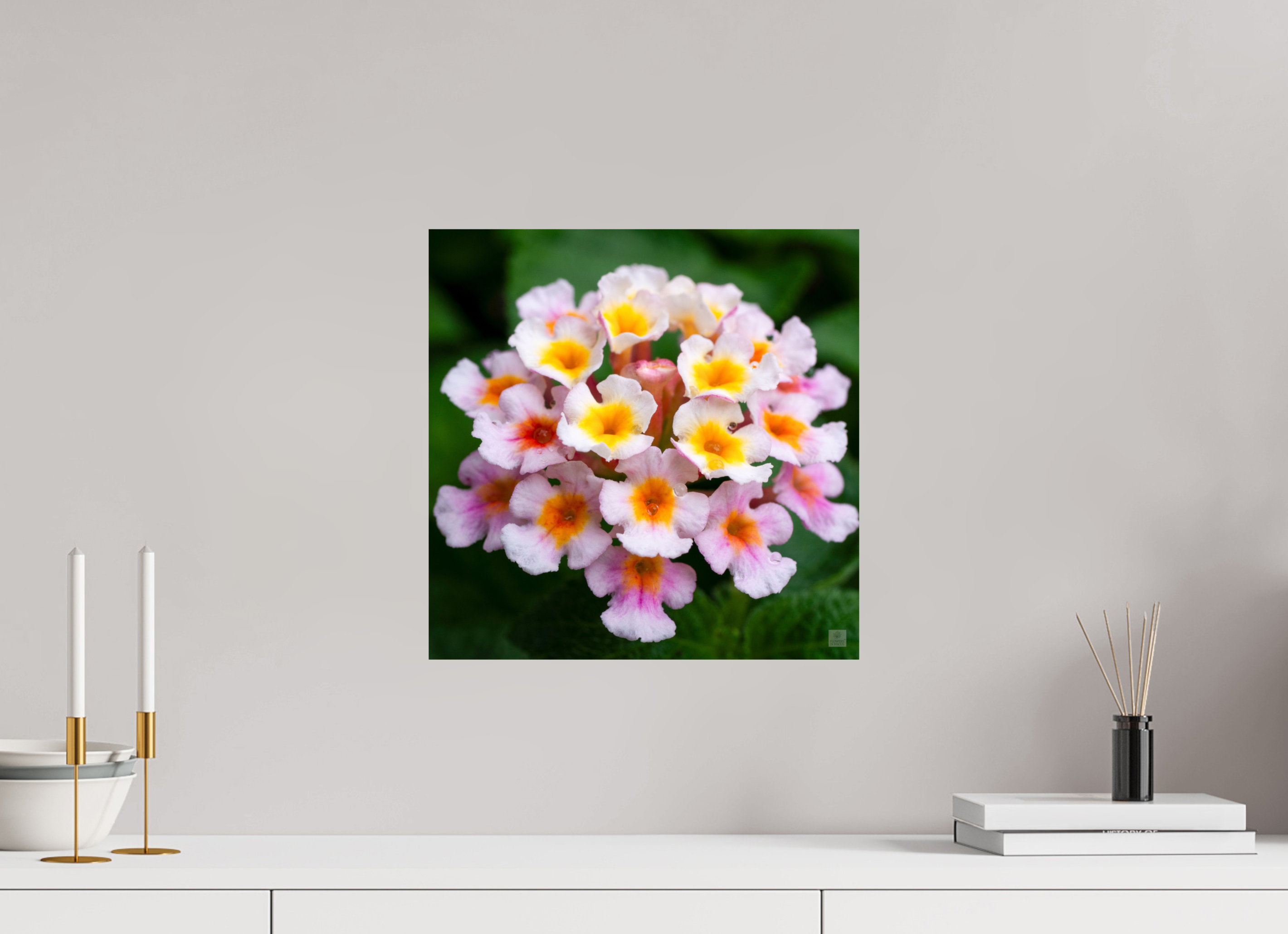 Lantana_pink with yellow (water droplets)_aspect ratio 1x1