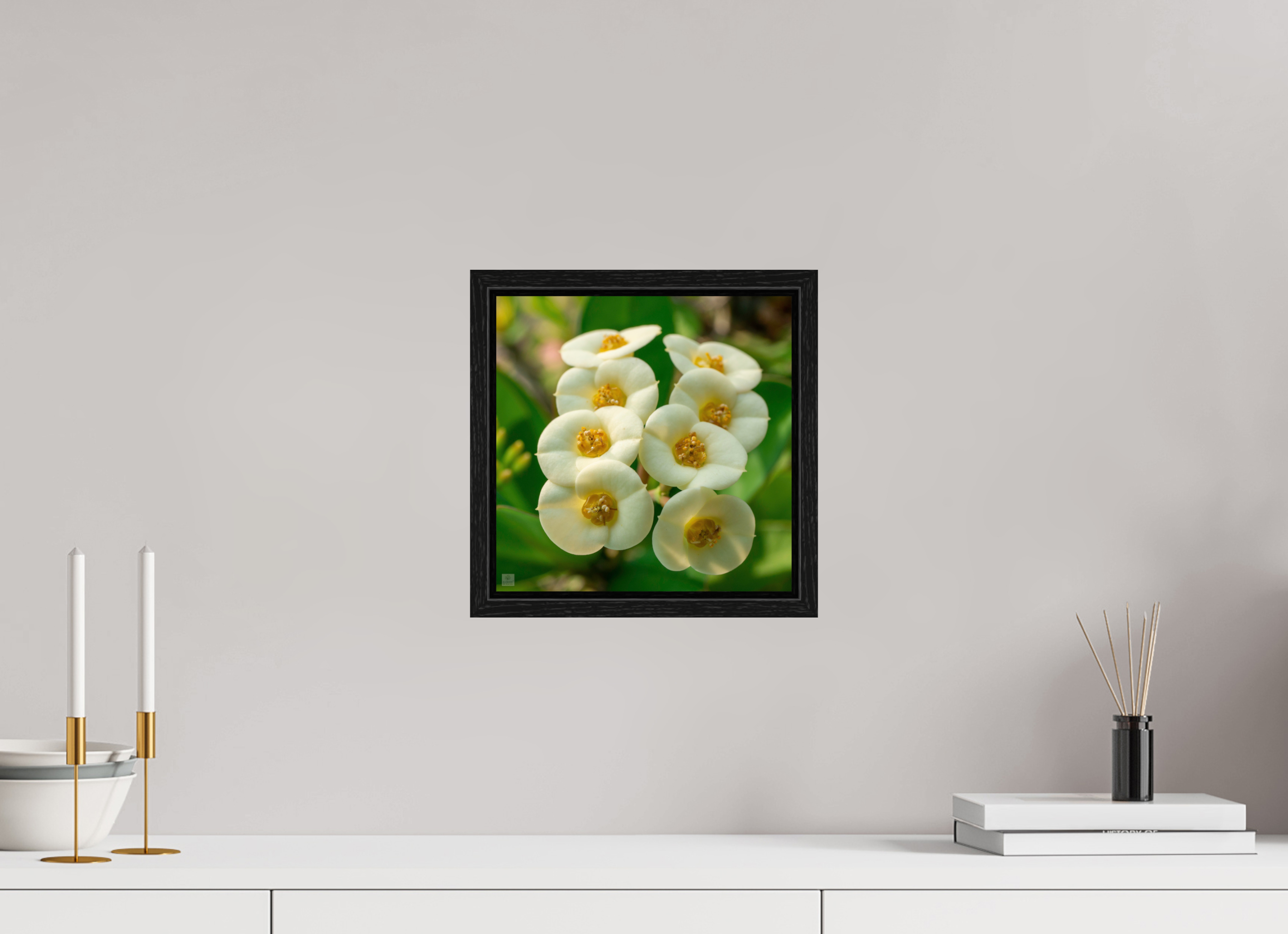 Crown of Thorns_flower group_aspect ratio 1:1