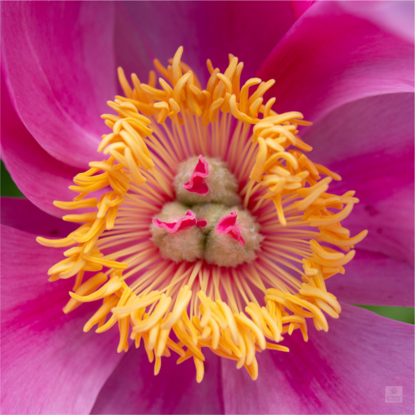 Peony_pink_center-2_aspect ratio 1x1