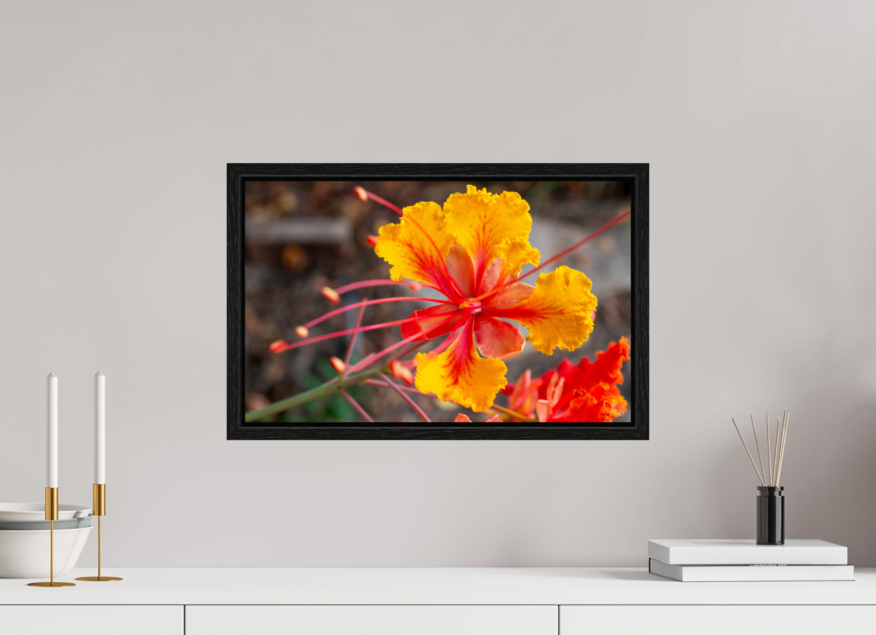 Pride of Barbados_yellow with orange_aspect ratio 16x10