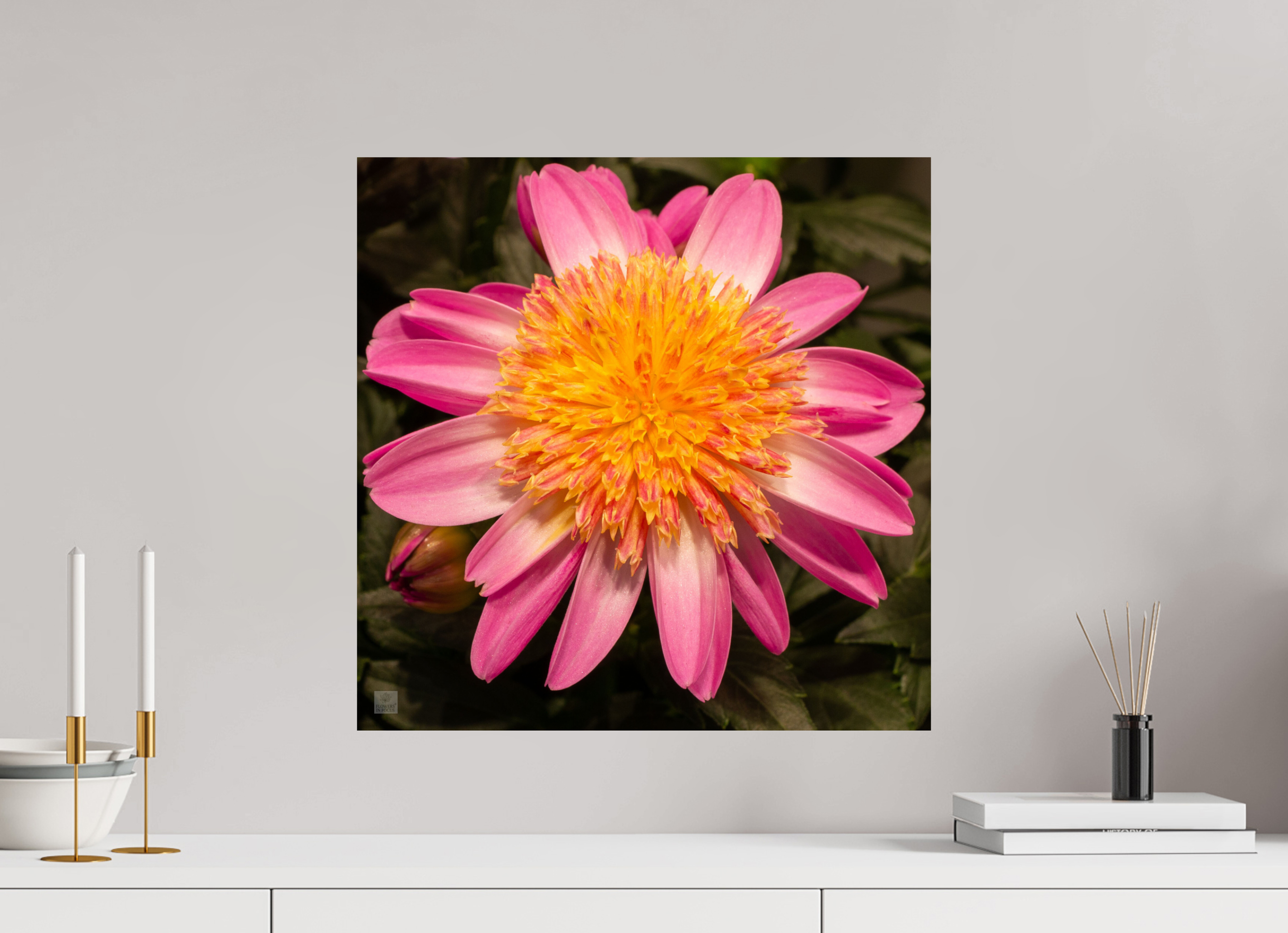 Dahlia_light pink with yellow center_aspect ration 1:1