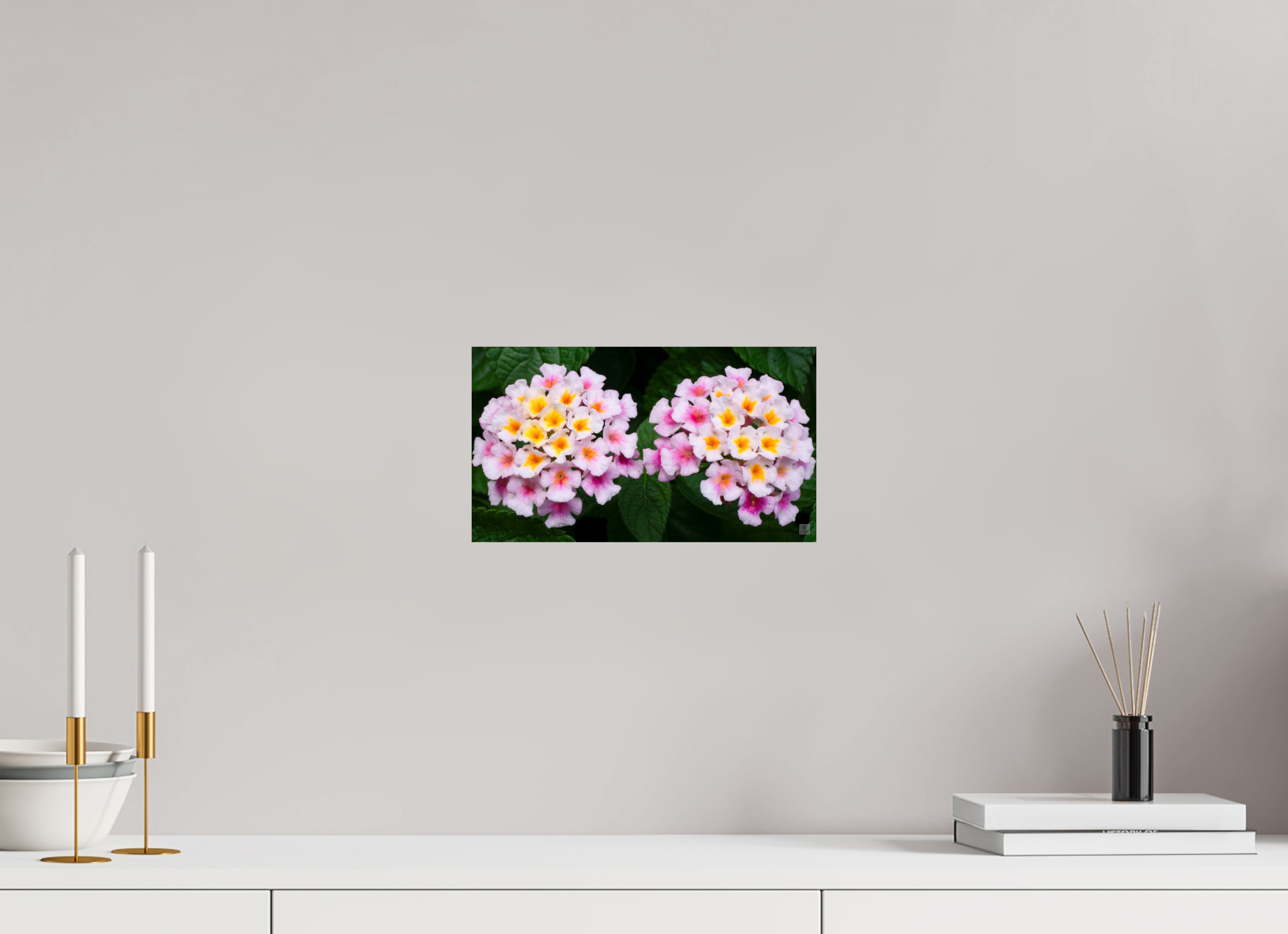 Lantana_double pink with white yellow_aspect ratio 16x9