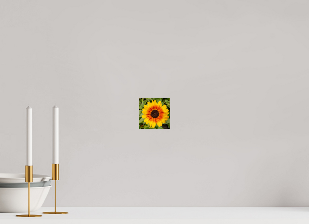 Sunflower hybrid_yellow with orange center_aspect ratio 1x1