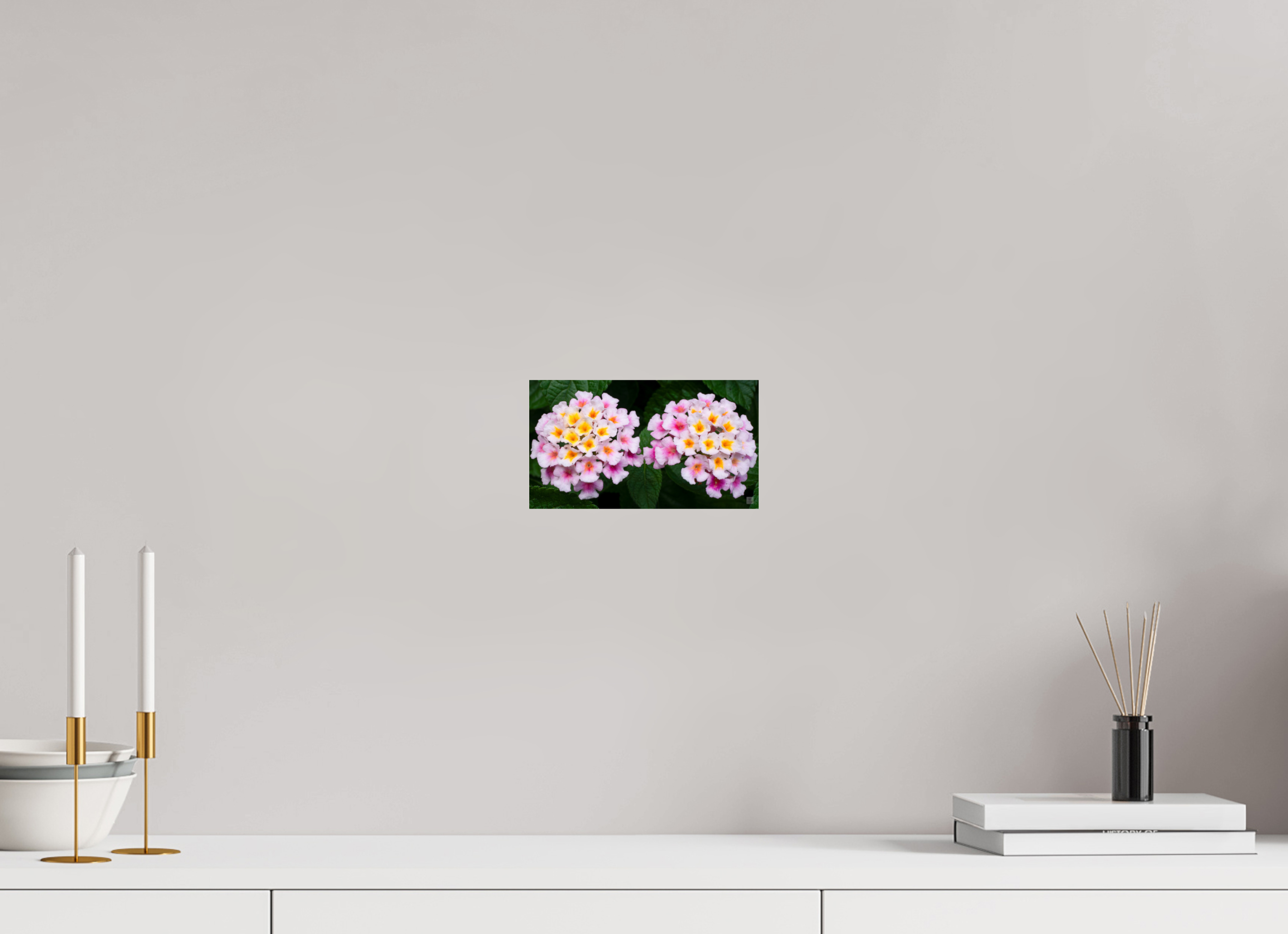 Lantana_double pink with white yellow_aspect ratio 16x9