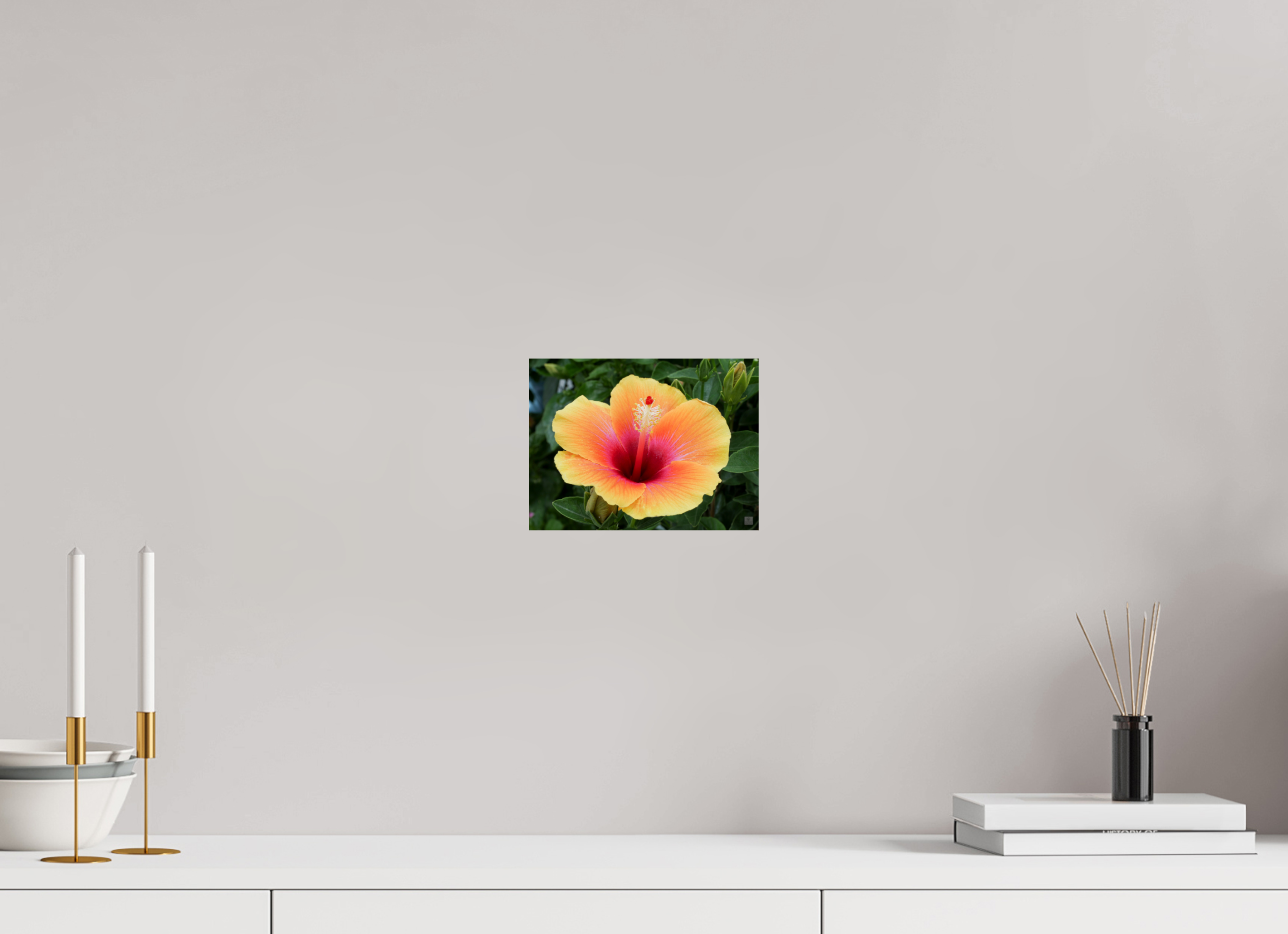 Hibiscus hybrid_peach with pink_aspect ration 4x3