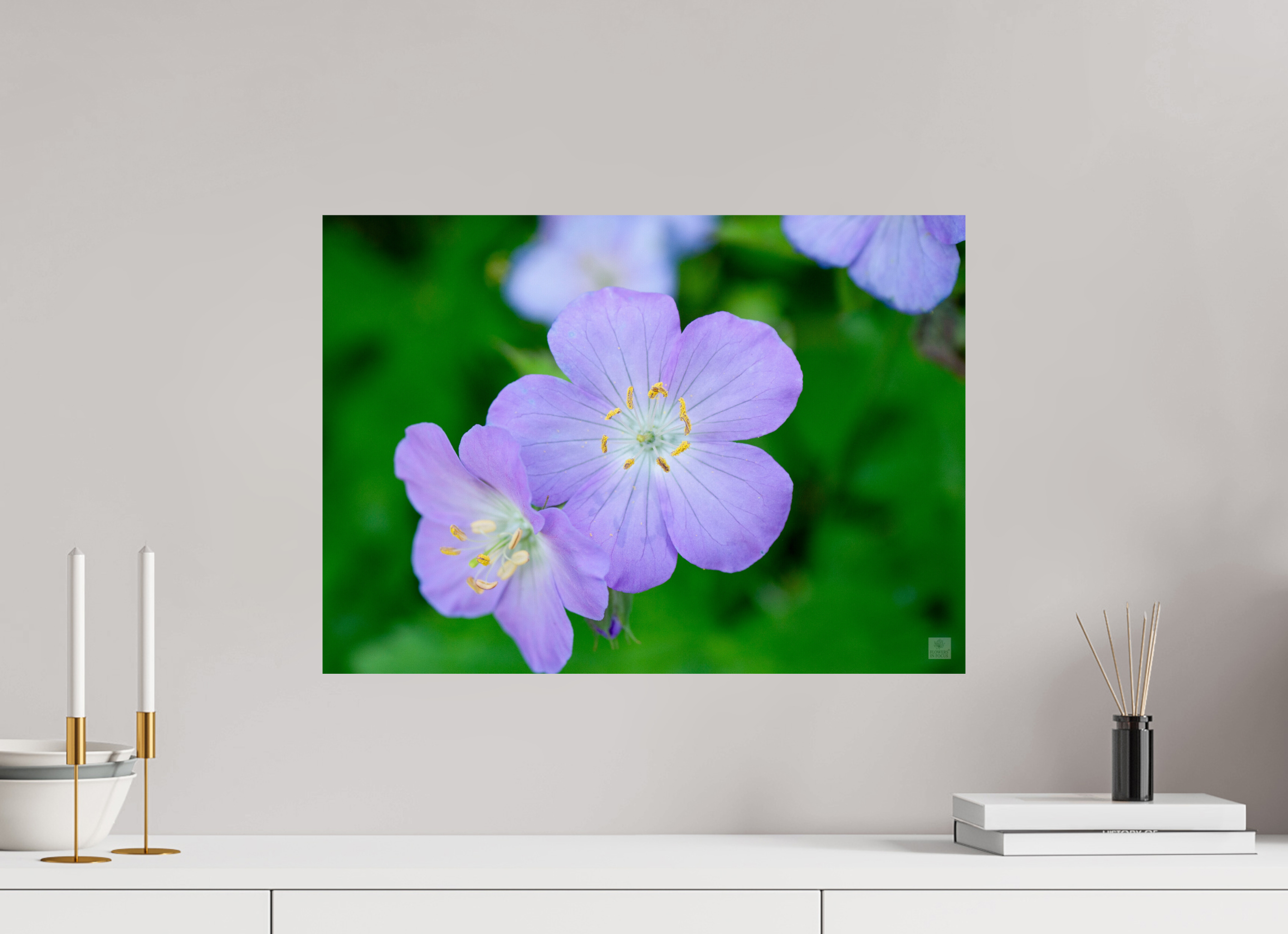 Hardy Geranium_Cranesbill_aspect ratio 7:5
