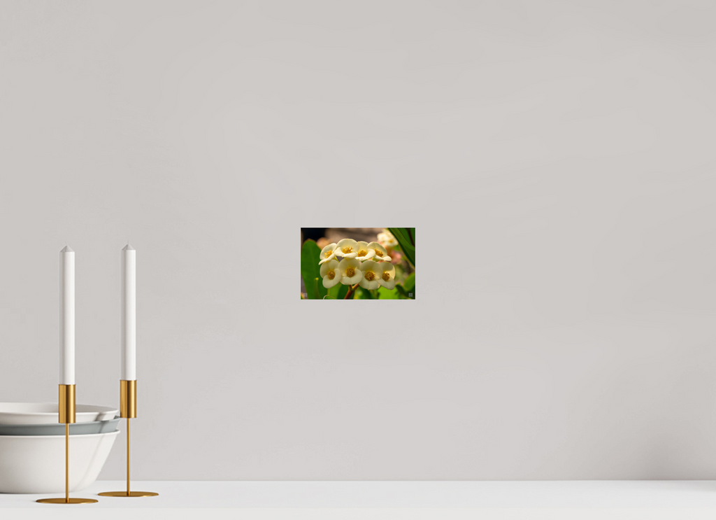 Crown of Thorns_flower group_aspect ratio 16:10