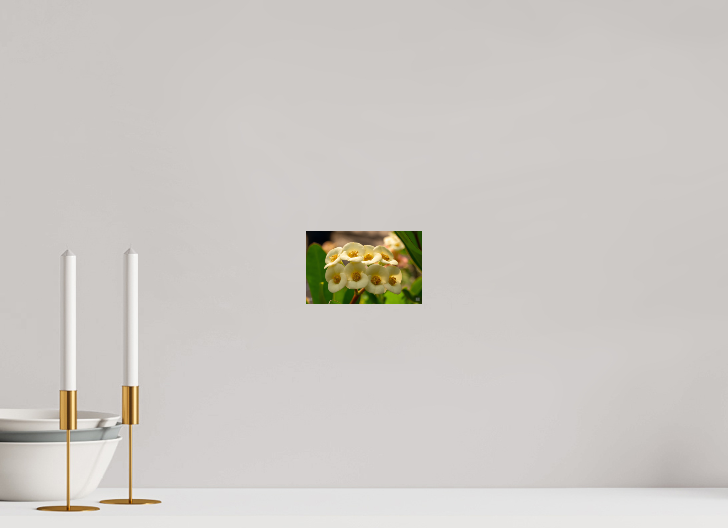 Crown of Thorns_flower group_aspect ratio 16:10