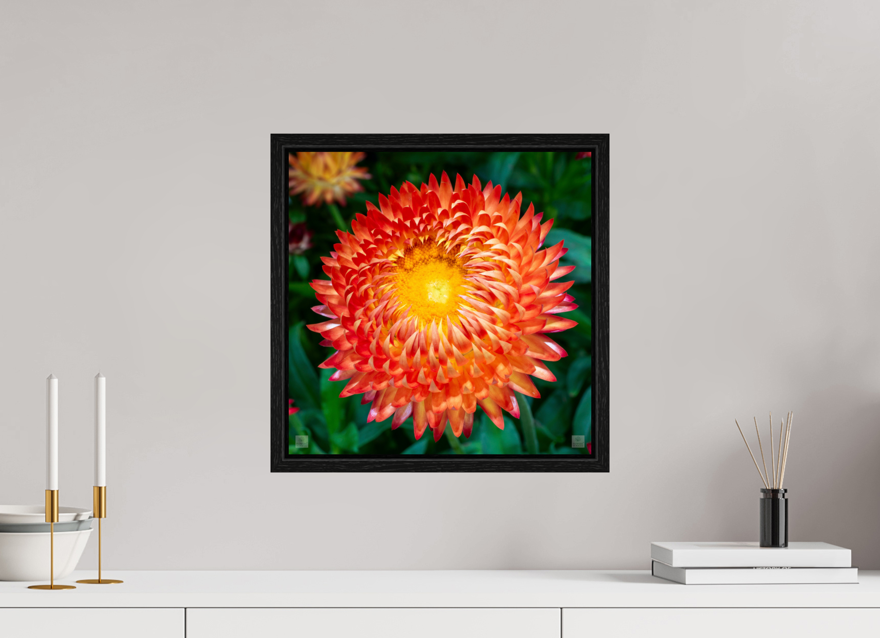 Strawflower_orange with yellow center_aspect ratio 1x1