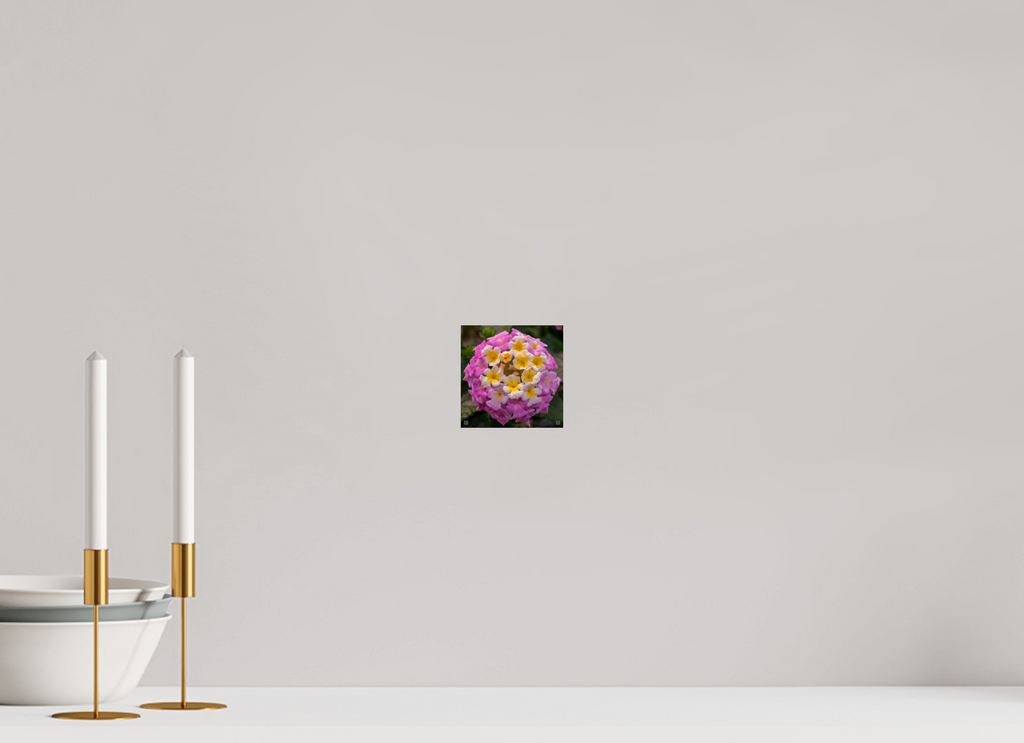 Lantana_deep pink with yellow_aspect ratio 1x1