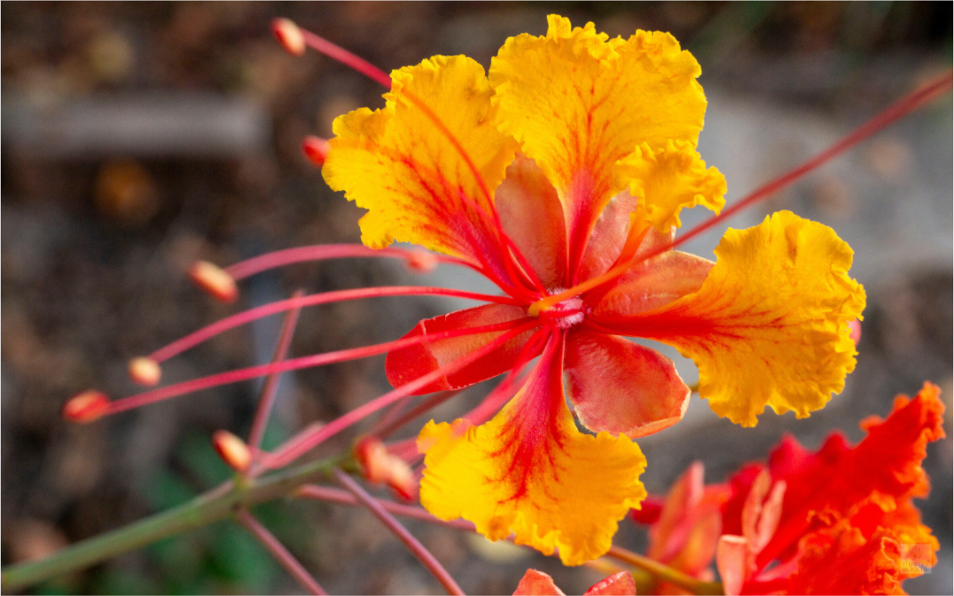 Pride of Barbados_yellow with orange_aspect ratio 16x10