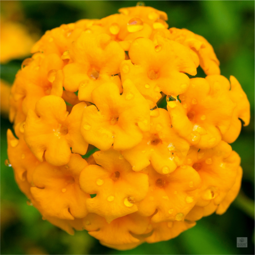 Lantana hybrid_yellow (with water droplets)_aspect ration 1x1
